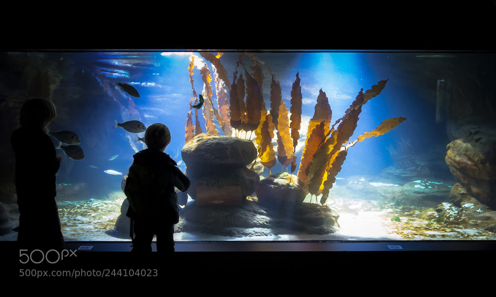 Canon EOS 60D sample photo. Aquarium photography