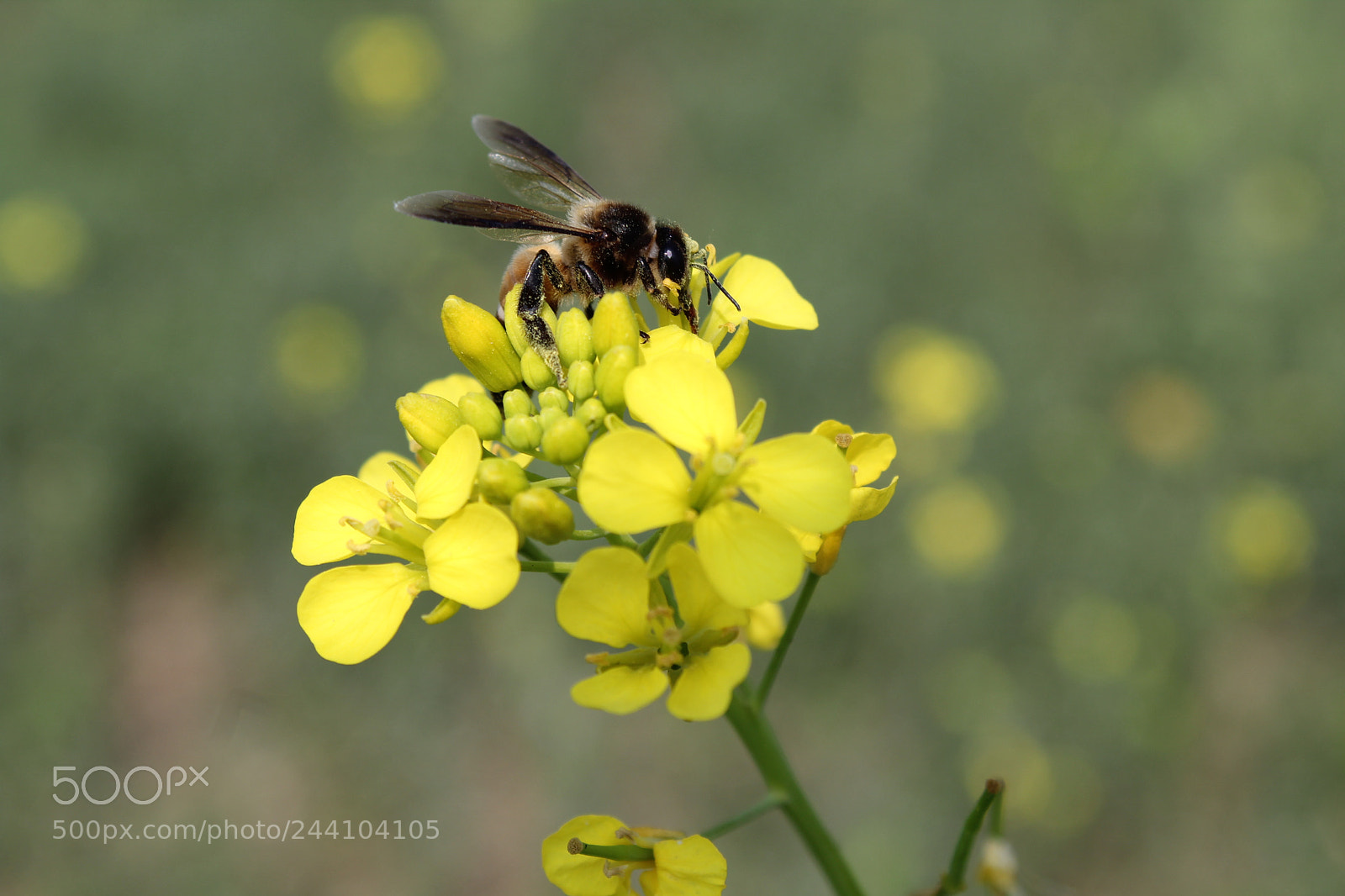 Canon EOS 1300D (EOS Rebel T6 / EOS Kiss X80) sample photo. Flower bee beautiful image photography