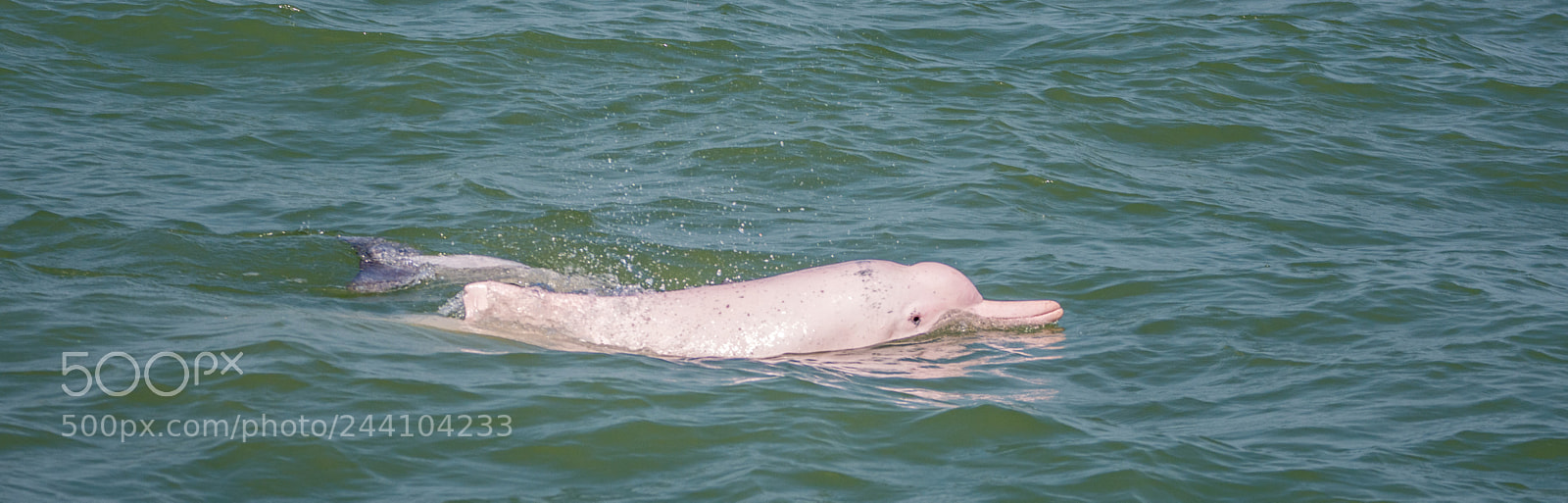 Nikon D7200 sample photo. Pink dolphin photography