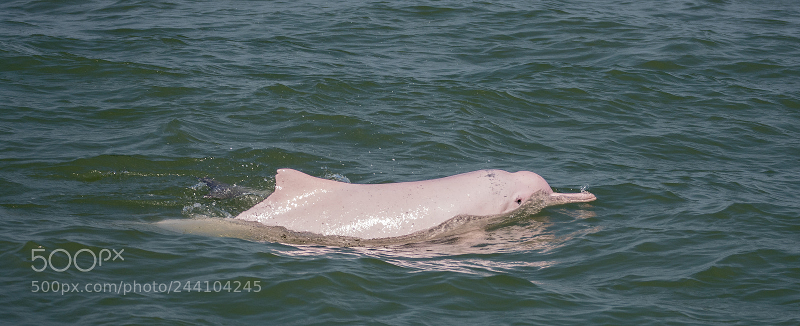 Nikon D7200 sample photo. Pink dolphin photography