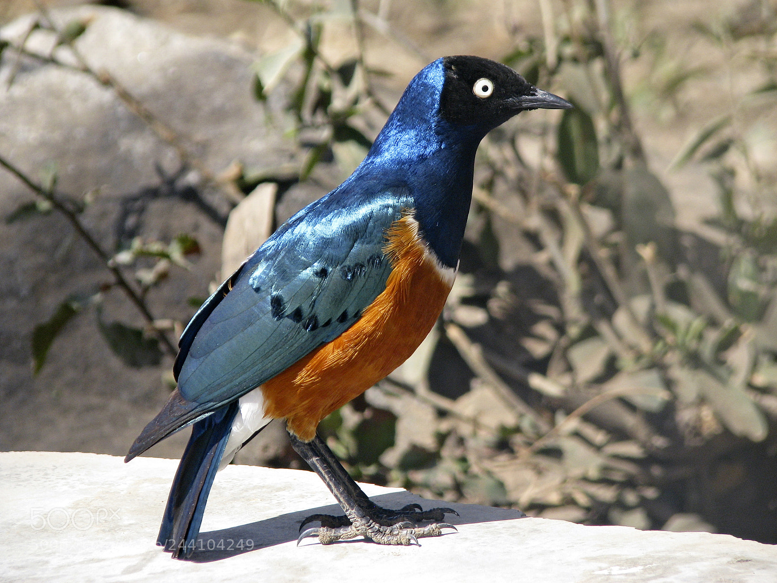 Canon POWERSHOT S5 IS sample photo. Superb starling photography
