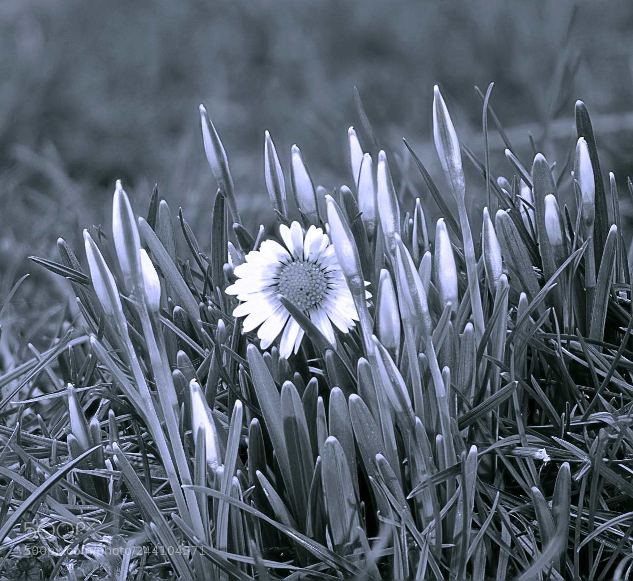 Fujifilm X-T2 sample photo. Spring photography