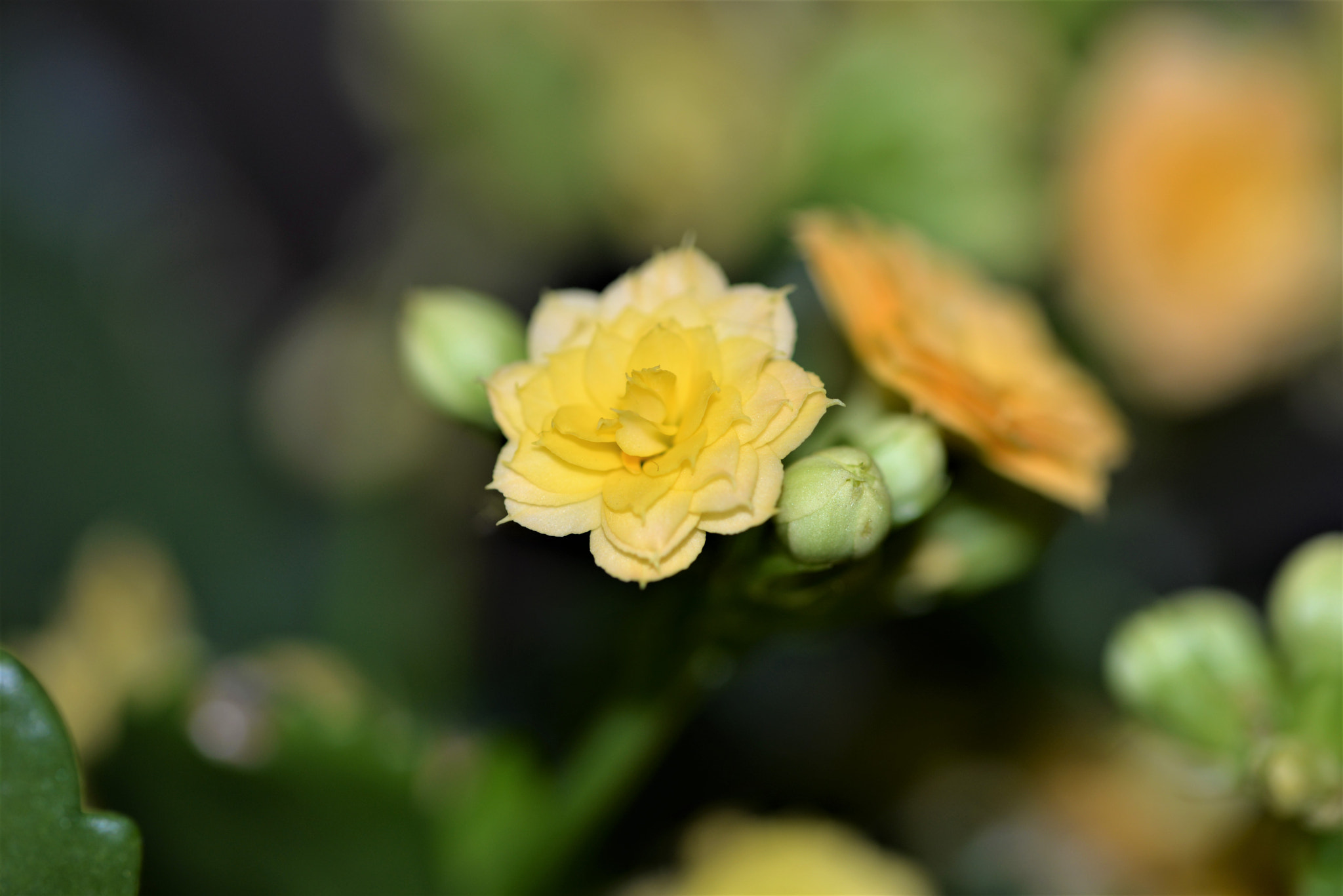 Nikon D610 + Sigma 105mm F2.8 EX DG OS HSM sample photo