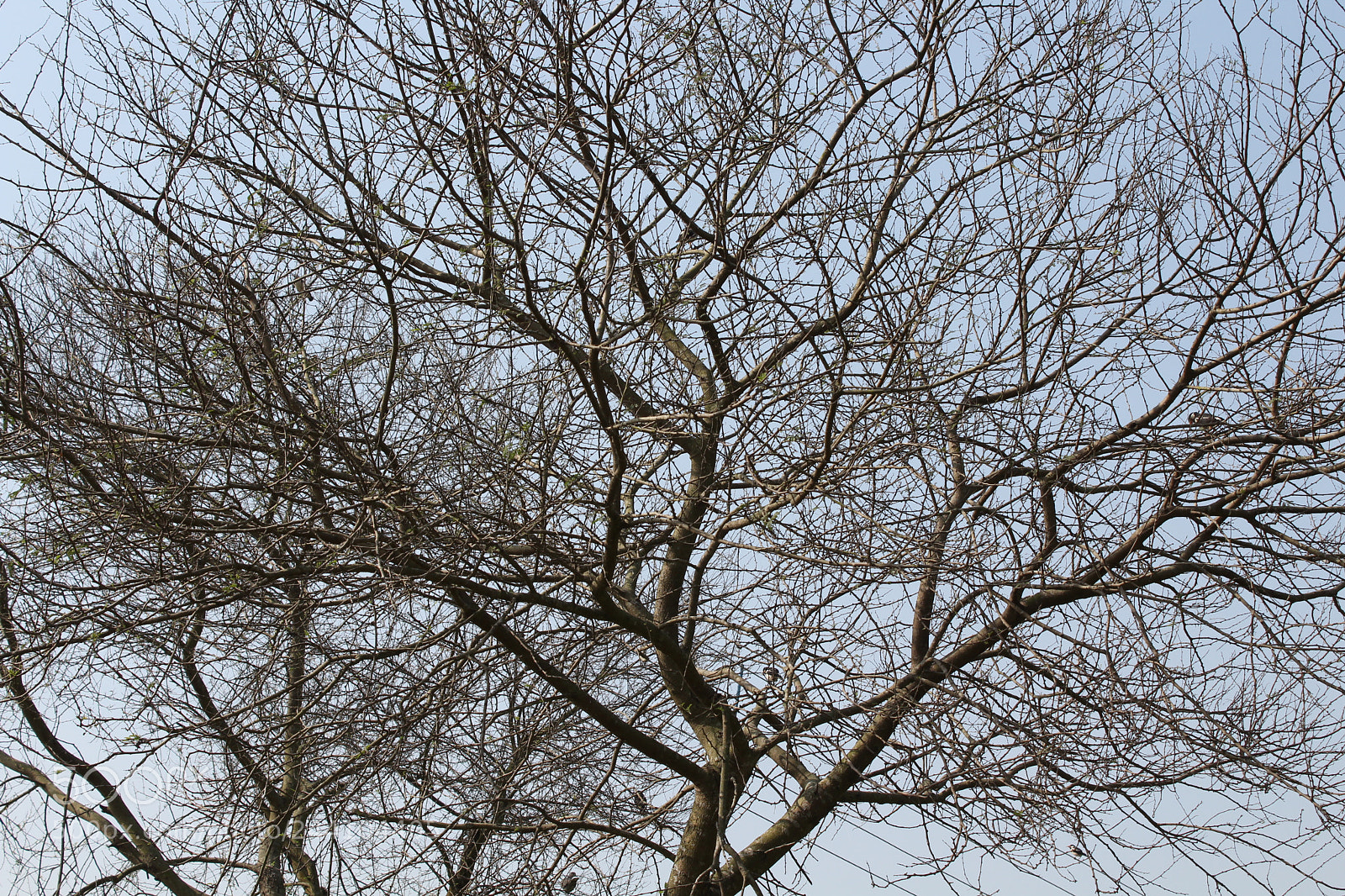 Canon EOS 1300D (EOS Rebel T6 / EOS Kiss X80) sample photo. Tree background photo photography
