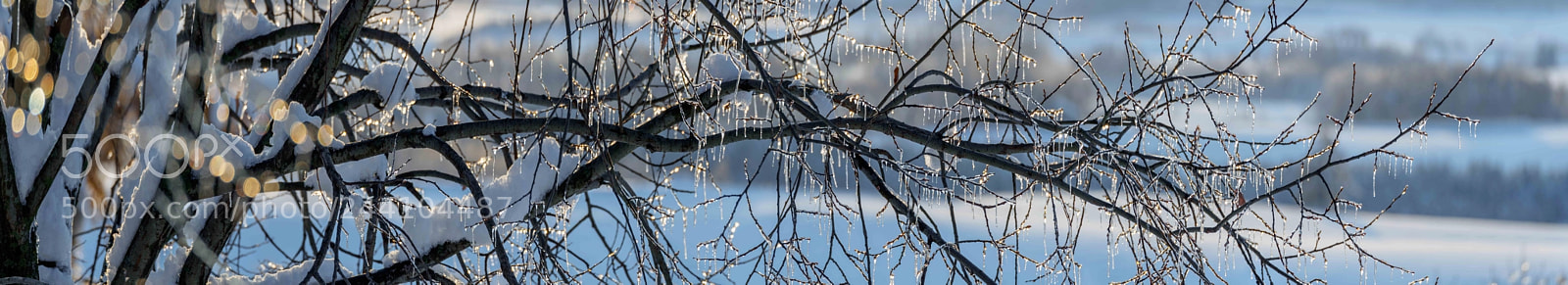 Olympus PEN E-P5 sample photo. Sunlight and frozen in photography