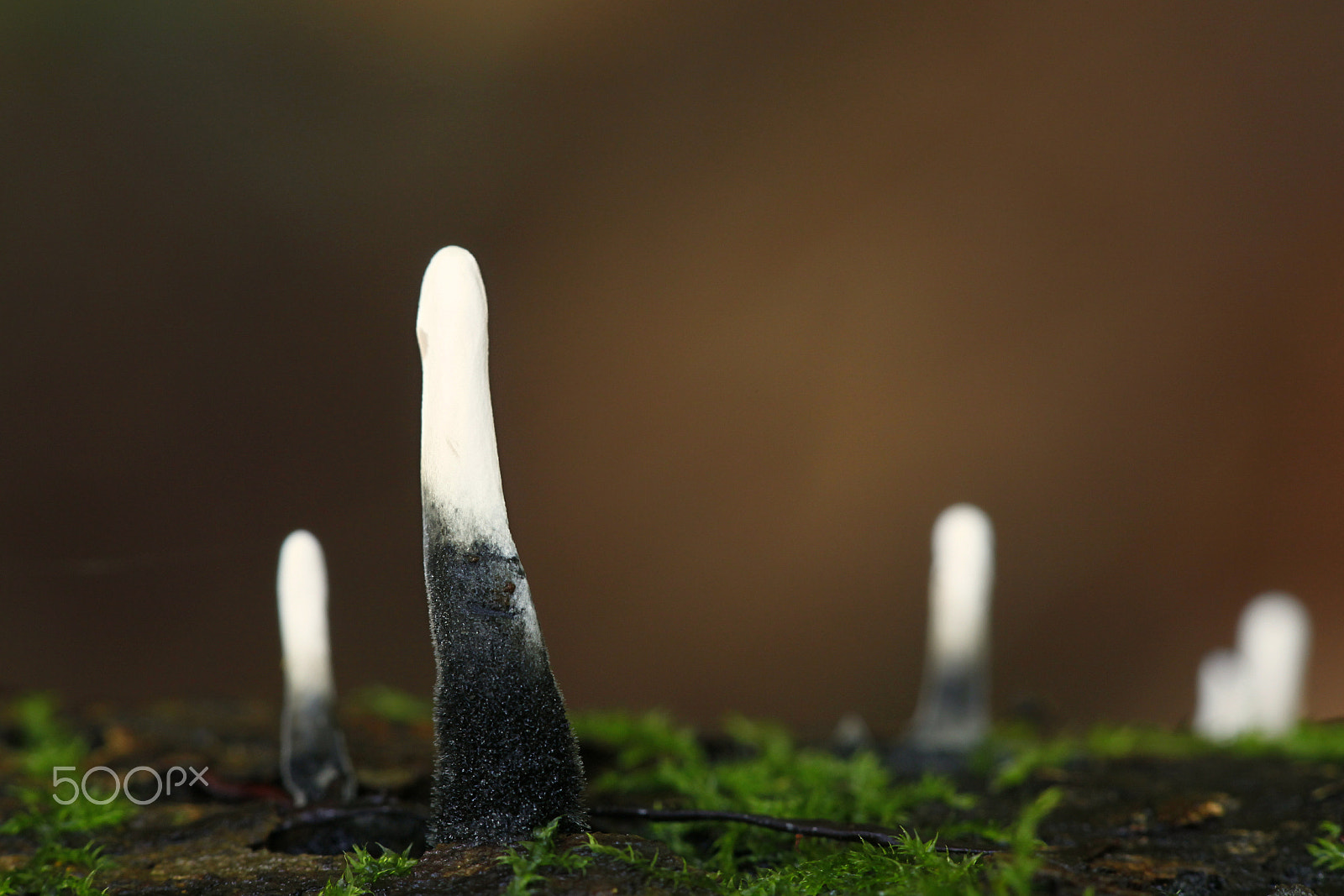 Canon EF 100mm F2.8L Macro IS USM sample photo. Candlestick fungus or candlesnuff photography