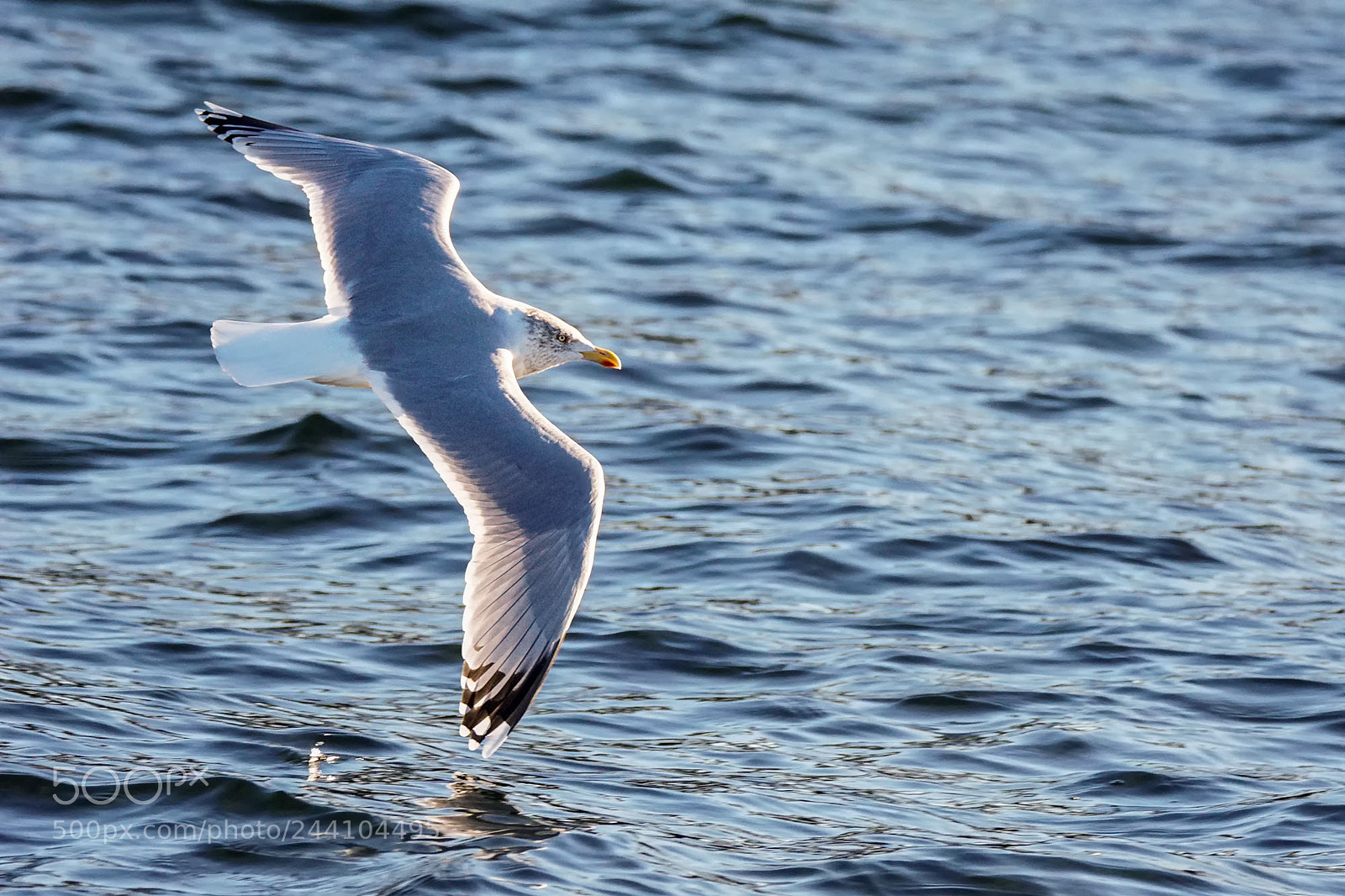 Sony ILCA-77M2 sample photo. European herring gull photography