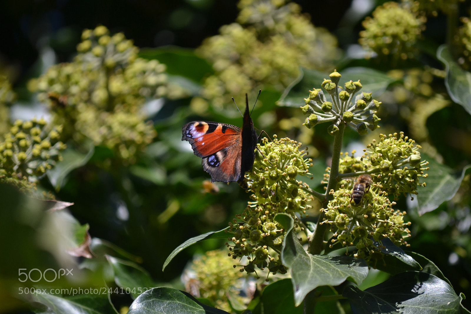 Nikon D3100 sample photo. A peacock butterfly in photography