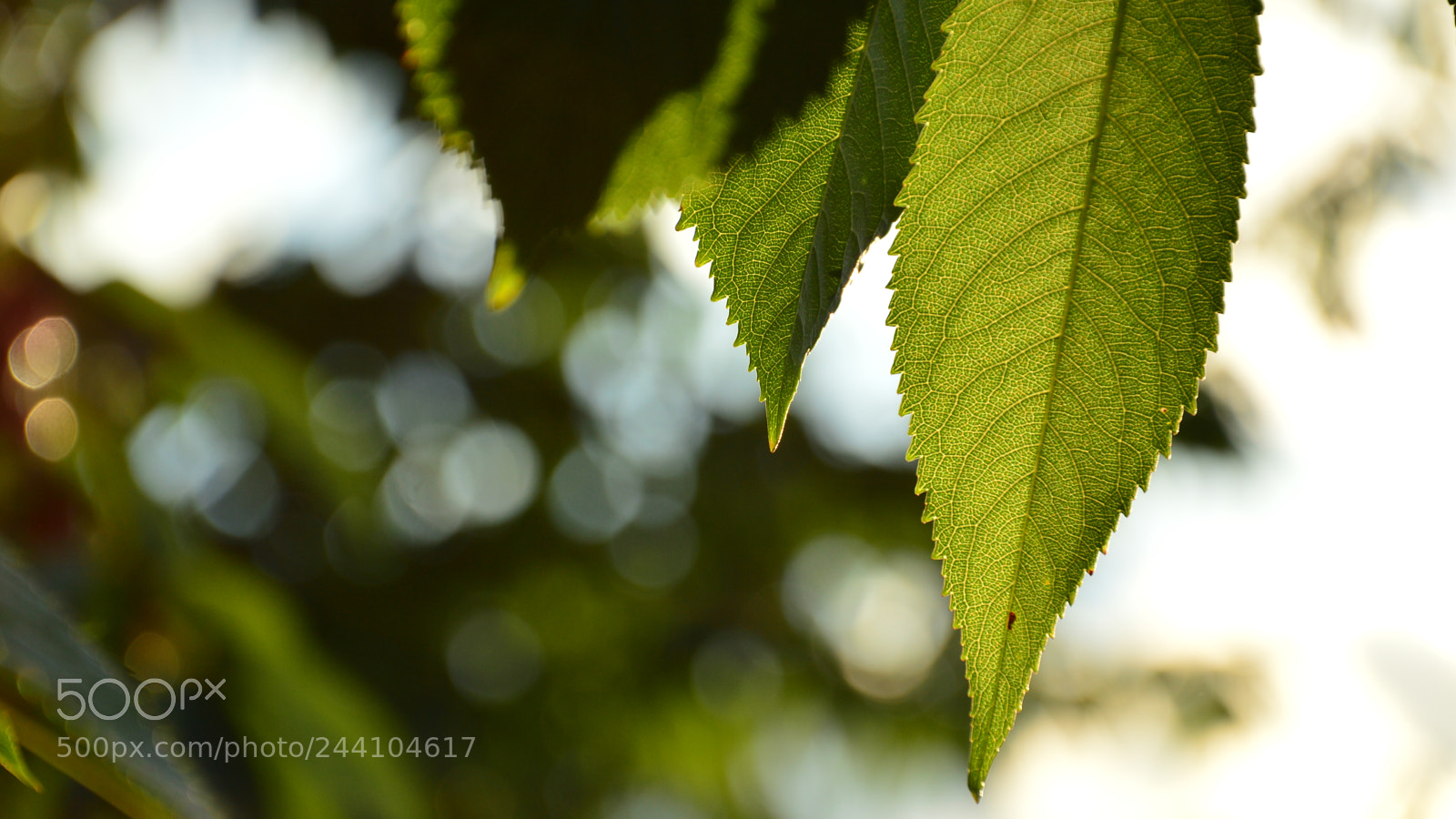 Nikon D3200 sample photo. Csc photography