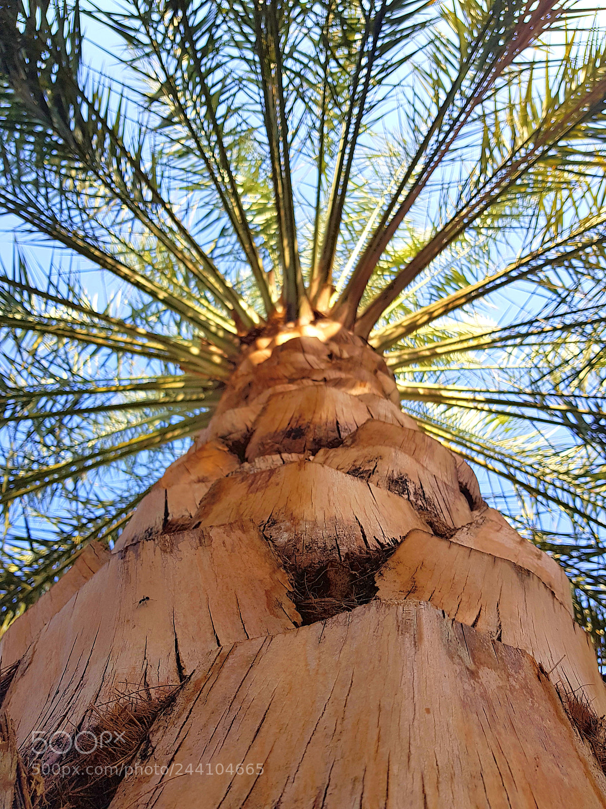 Samsung Galaxy S8 sample photo. Palm tree photography
