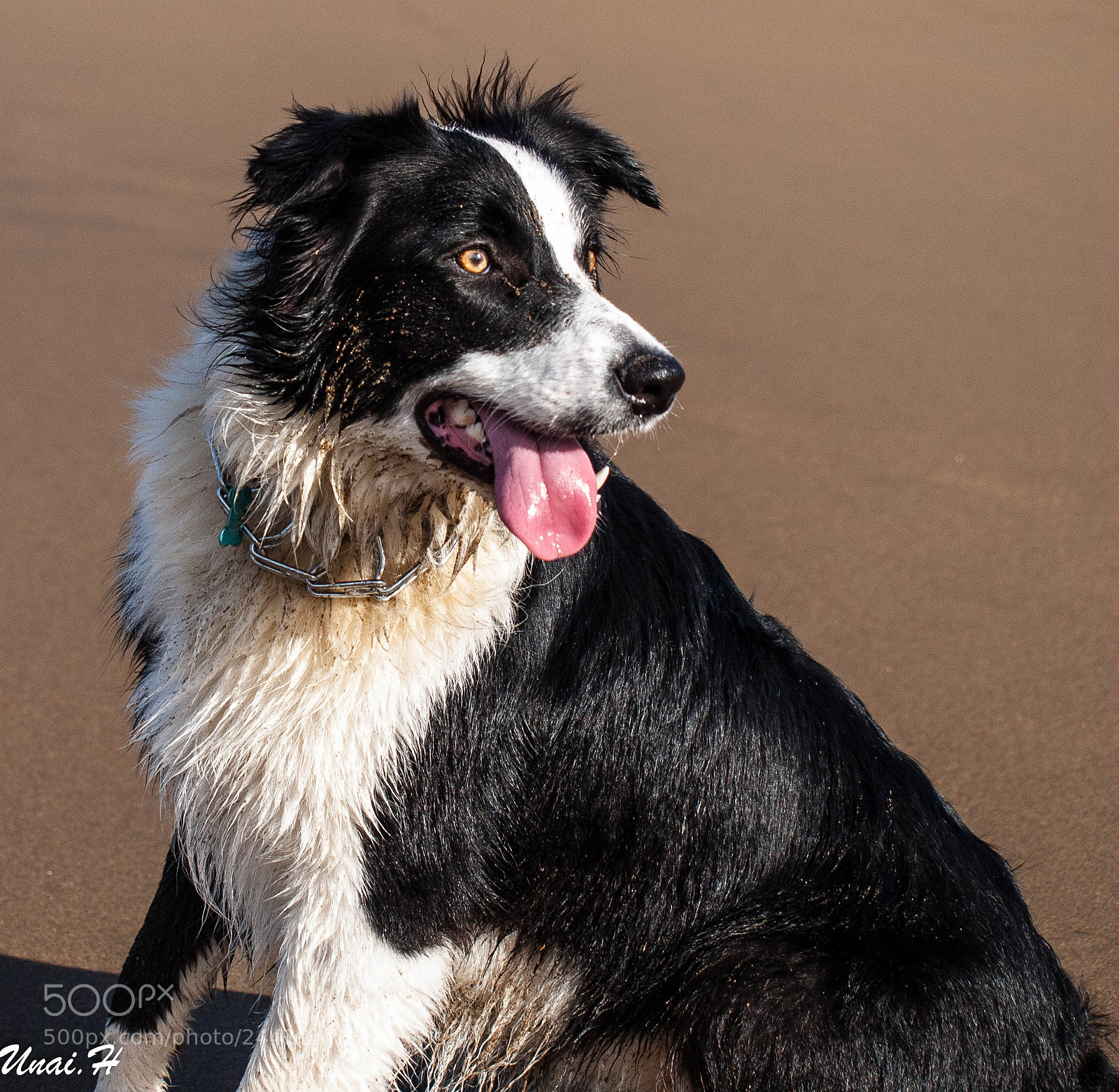 Olympus E-520 (EVOLT E-520) sample photo. Border collie photography