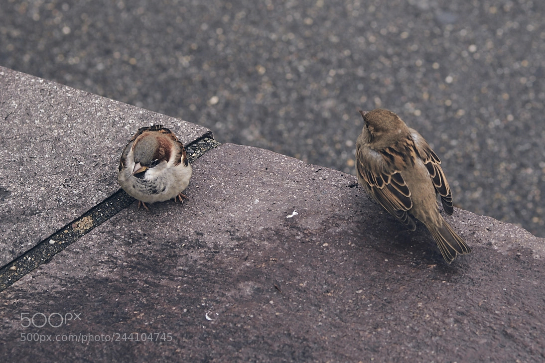 Fujifilm X-Pro2 sample photo. Little birds photography