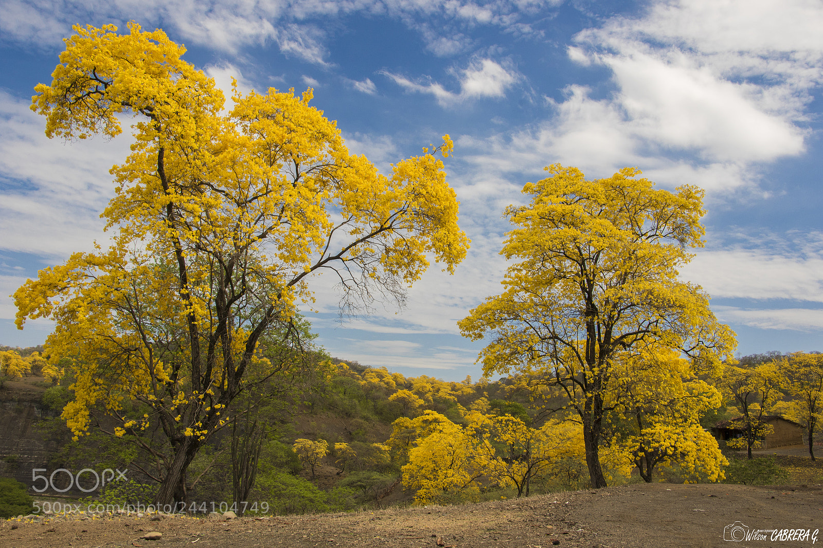 Canon EOS 7D Mark II sample photo. Arboles de guayacán photography