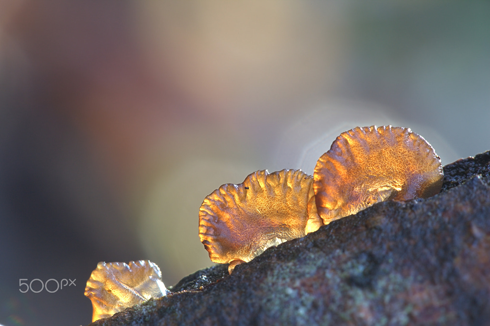 Canon EF 100mm F2.8L Macro IS USM sample photo. Amber jelly fungus photography