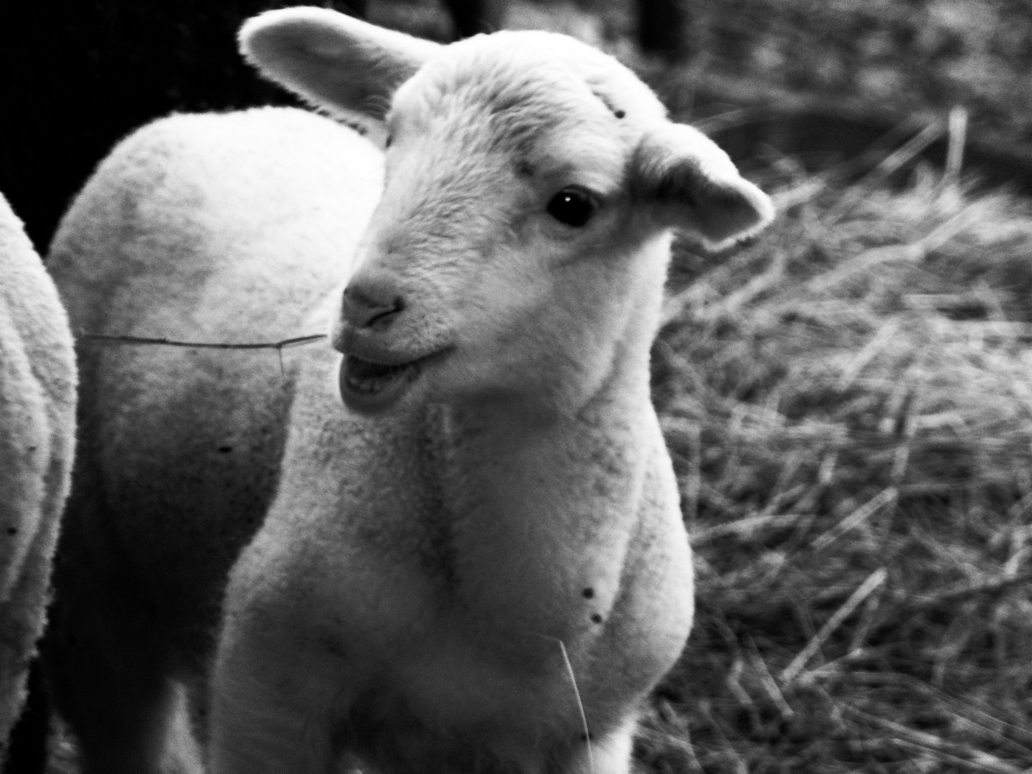 JK KODAK PIXPRO AZ422 sample photo. Little sheep #he photography