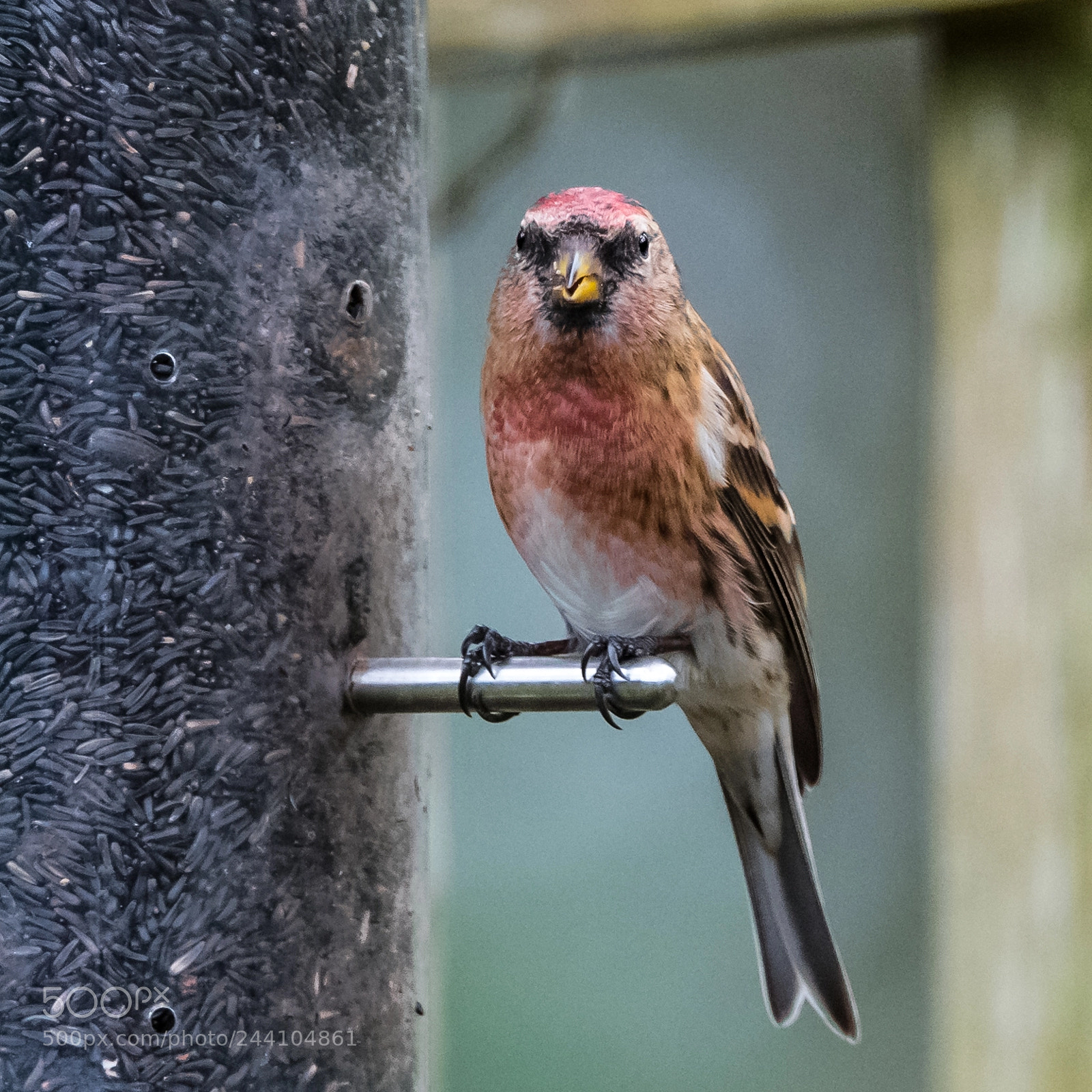 Nikon D850 sample photo. Lesser redpoll photography