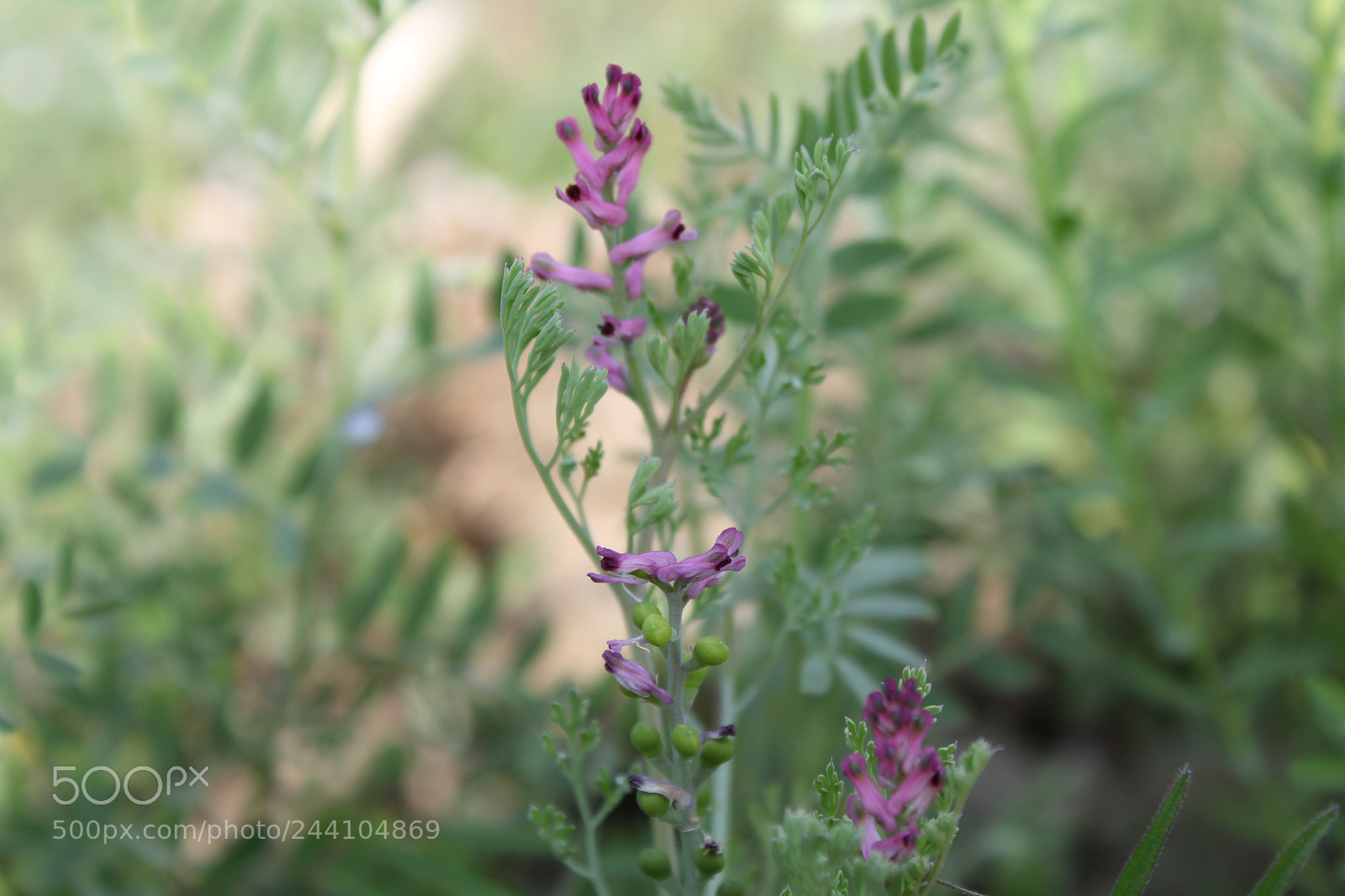 Canon EOS 1300D (EOS Rebel T6 / EOS Kiss X80) sample photo. Nature flower 1 photography
