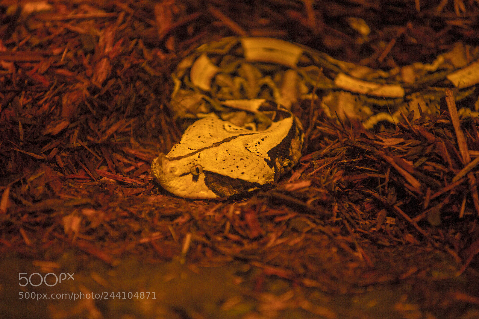 Canon EOS-1D X sample photo. Gaboon viper photography