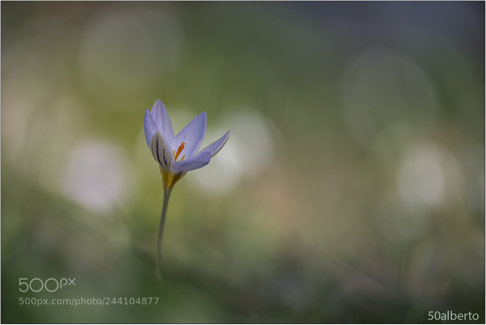 Nikon D610 sample photo. Crocus reticulatus 1 photography