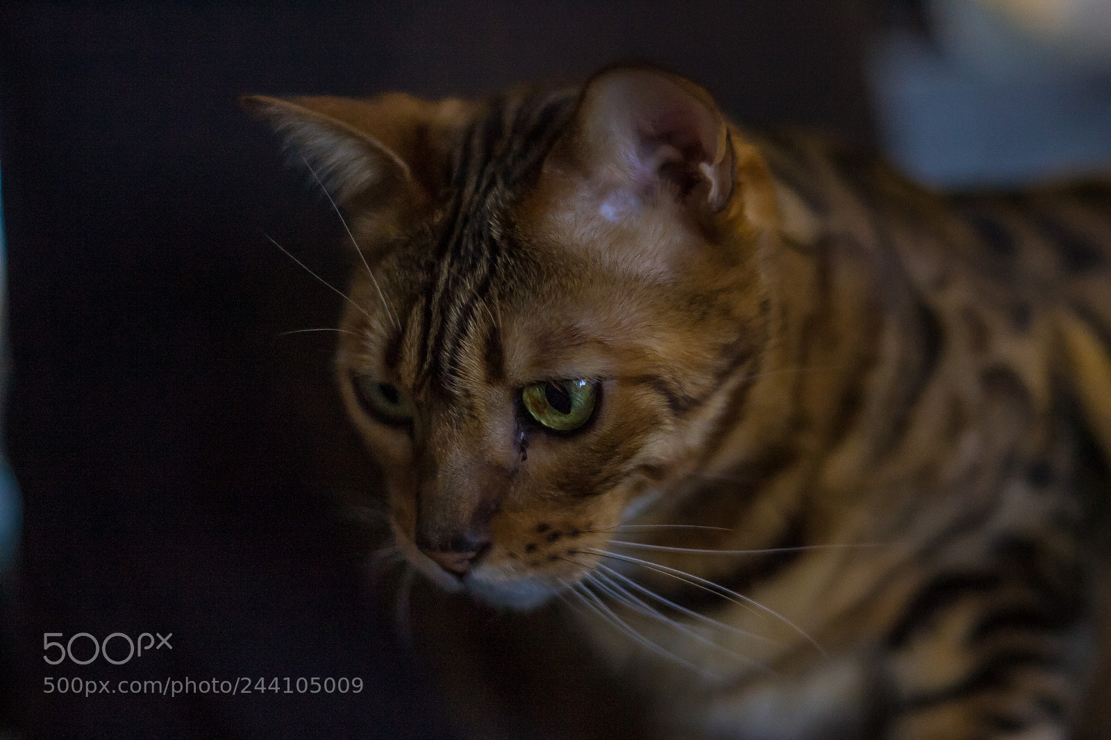 Canon EOS-1D Mark II sample photo. Our bengal cat photography