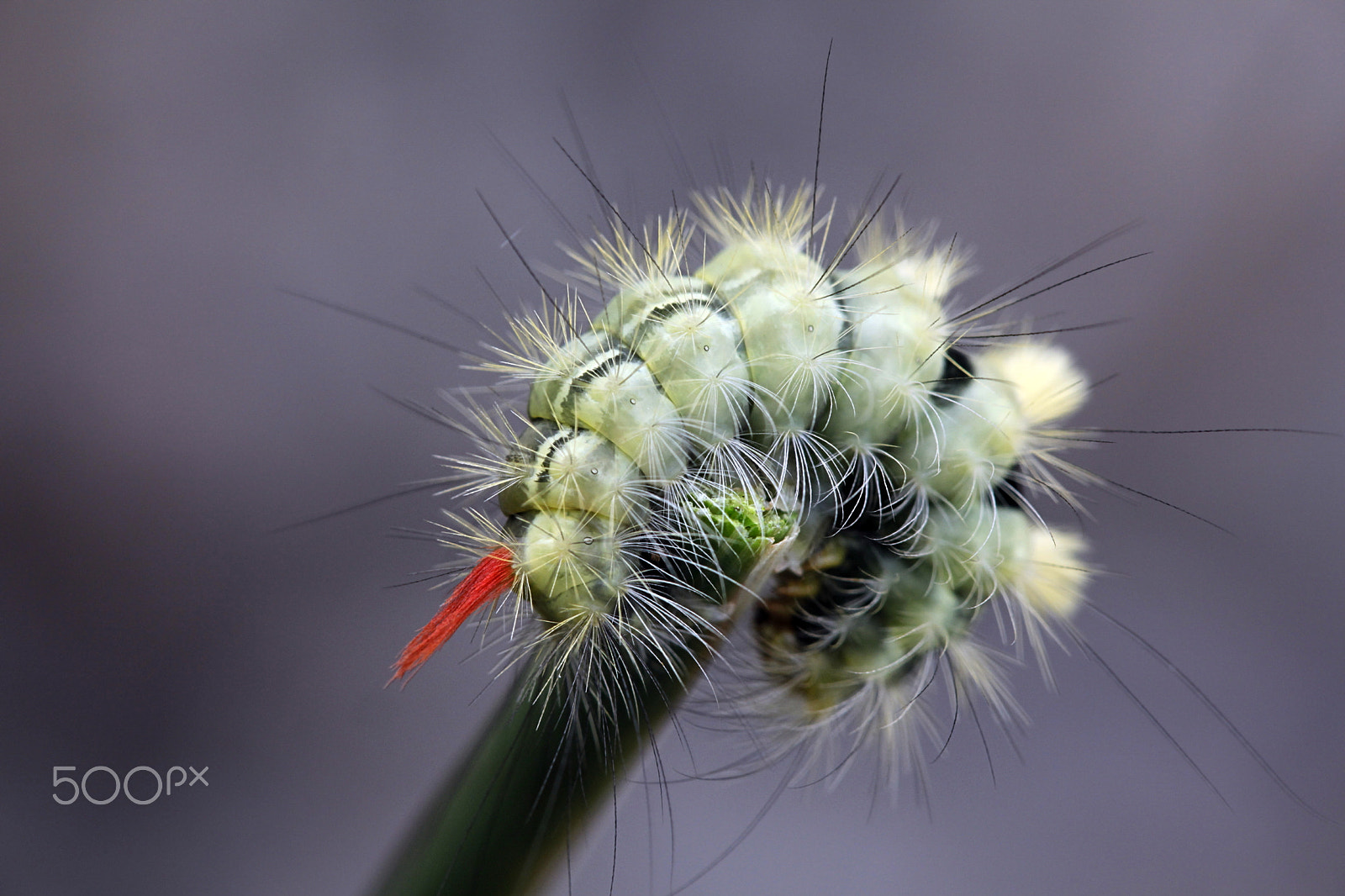 Canon EF 100mm F2.8L Macro IS USM sample photo. Pale tussock moth caterpillar photography