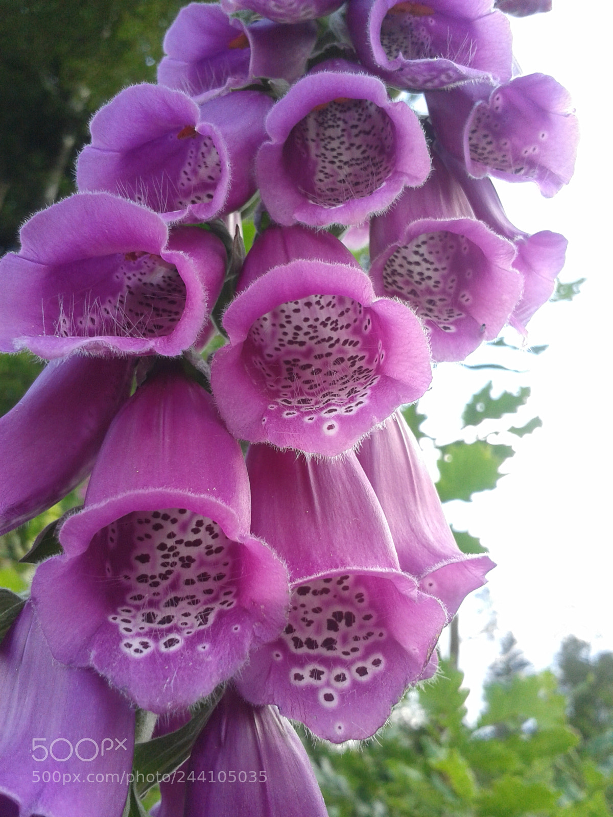 Samsung Galaxy S3 Mini sample photo. 20140618_172958.jpg photography