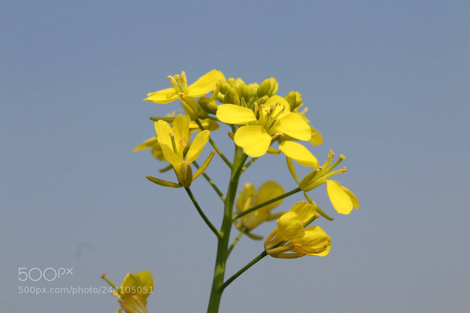 Canon EOS 1300D (EOS Rebel T6 / EOS Kiss X80) sample photo. Natural flower photography