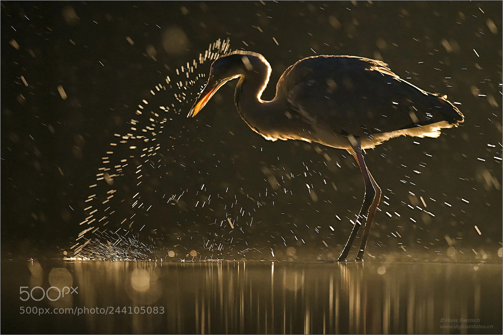 Nikon D850 sample photo. Grey heron photography
