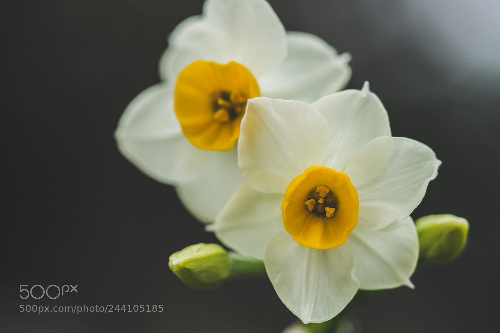 Sony a7 II sample photo. Narcissus photography
