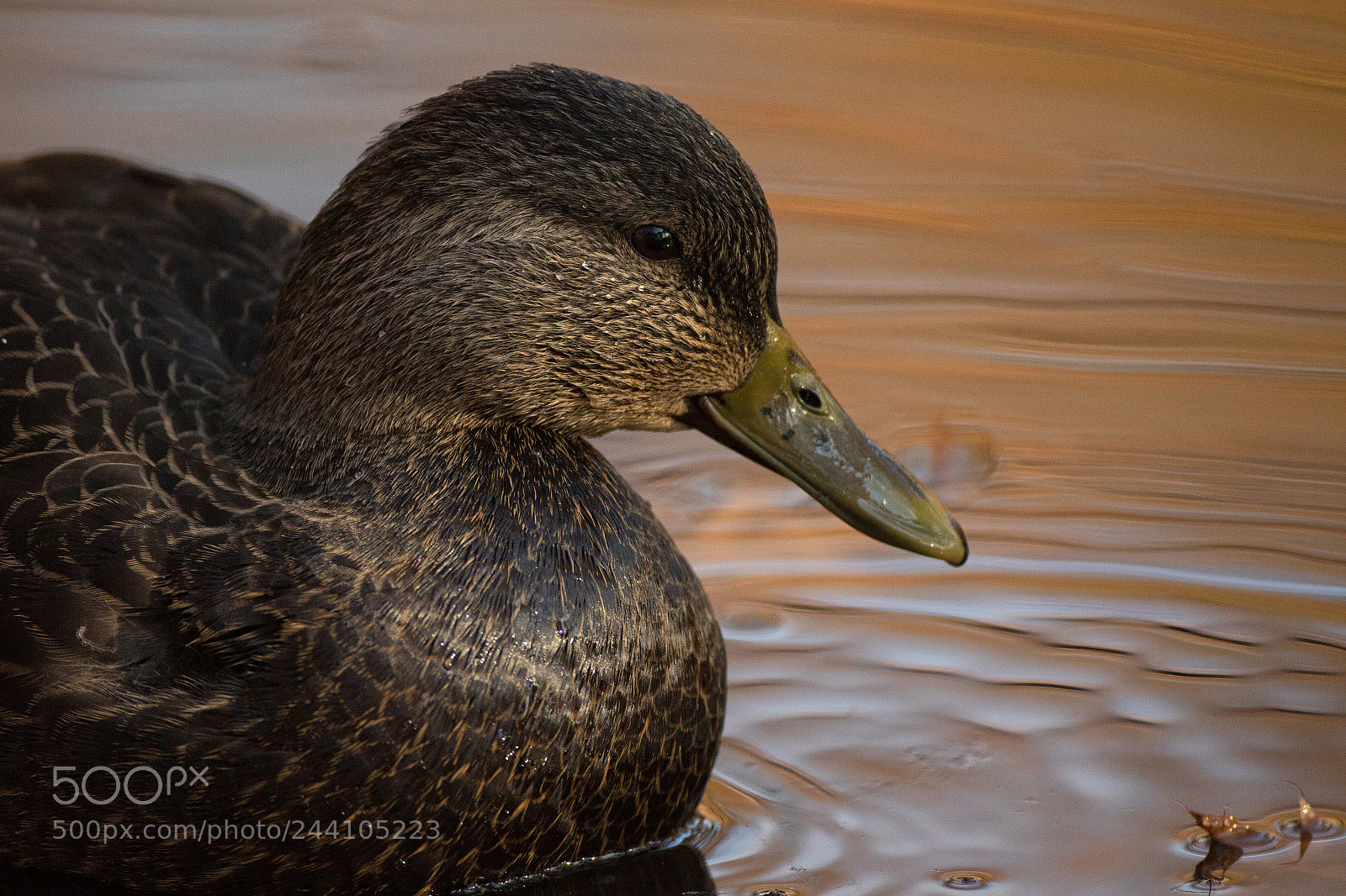 Canon EOS 7D Mark II sample photo. American black portrait photography