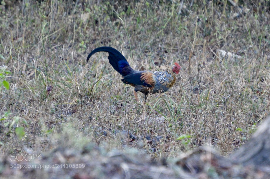 Nikon D3200 sample photo. Jungle fowl, kabini forests photography