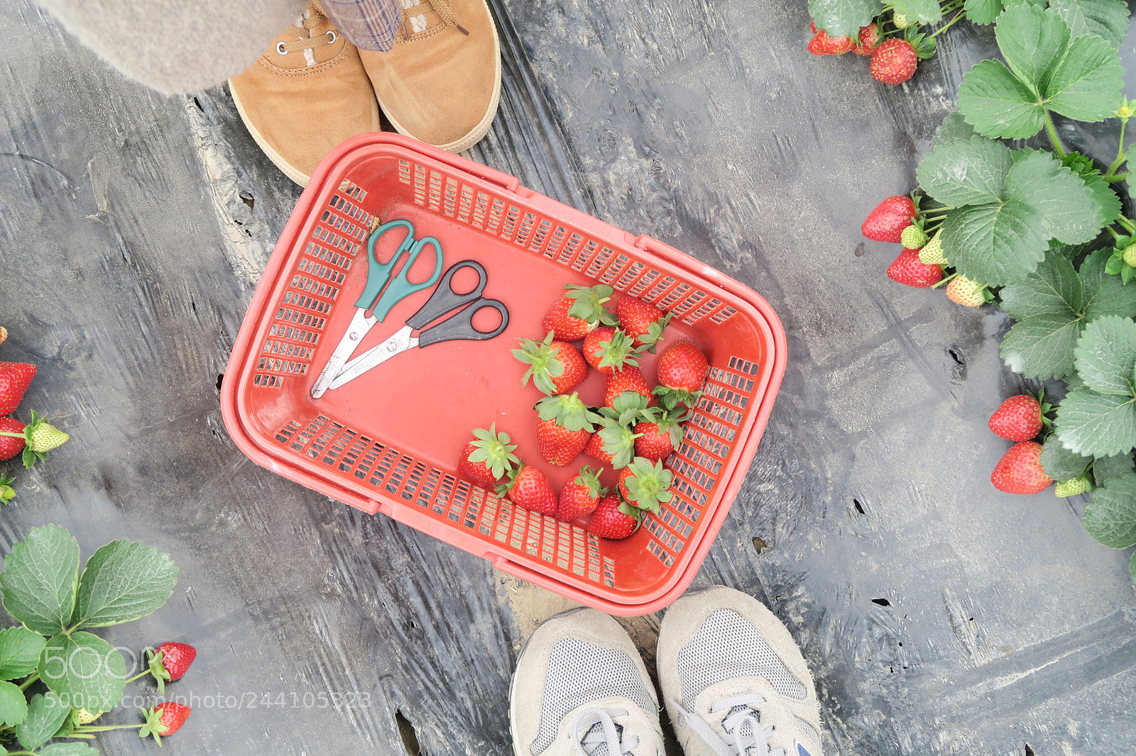 Canon PowerShot G7 X sample photo. Strawberry day photography