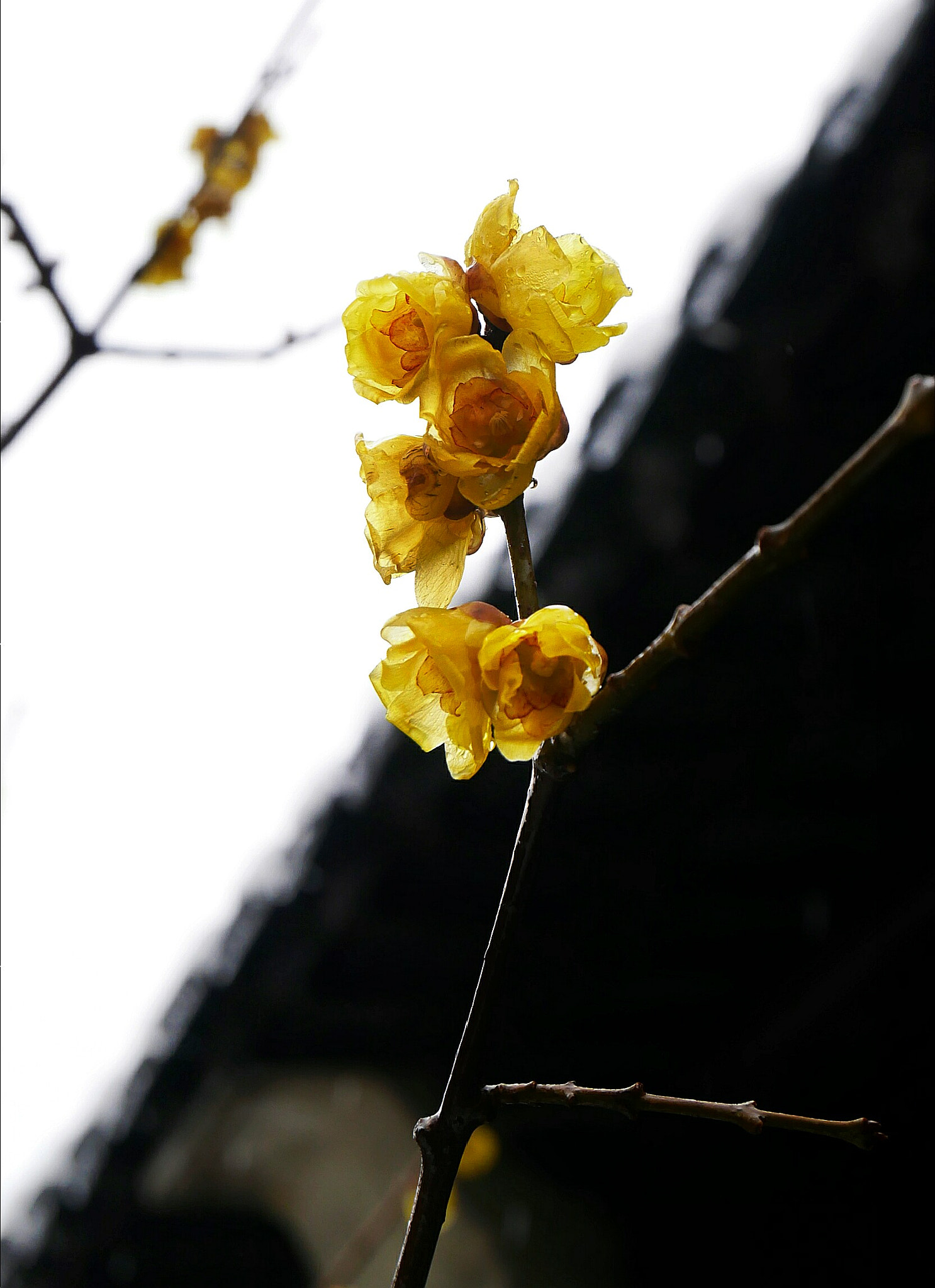 Panasonic Lumix DC-GX850 (Lumix DC-GX800 / Lumix DC-GF9) sample photo. Wintersweet flower photography