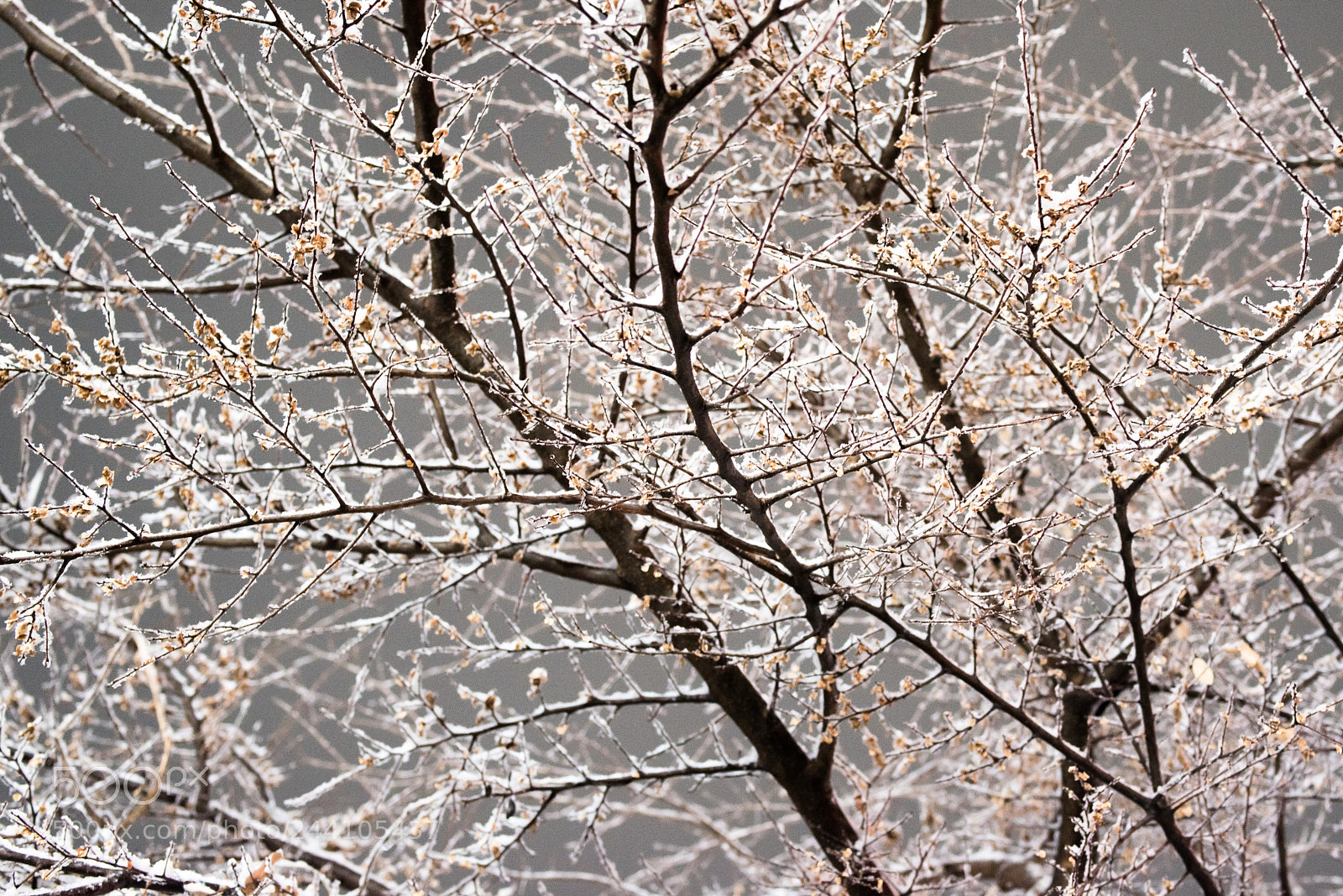 Pentax K-1 sample photo. Flowers from the winter photography