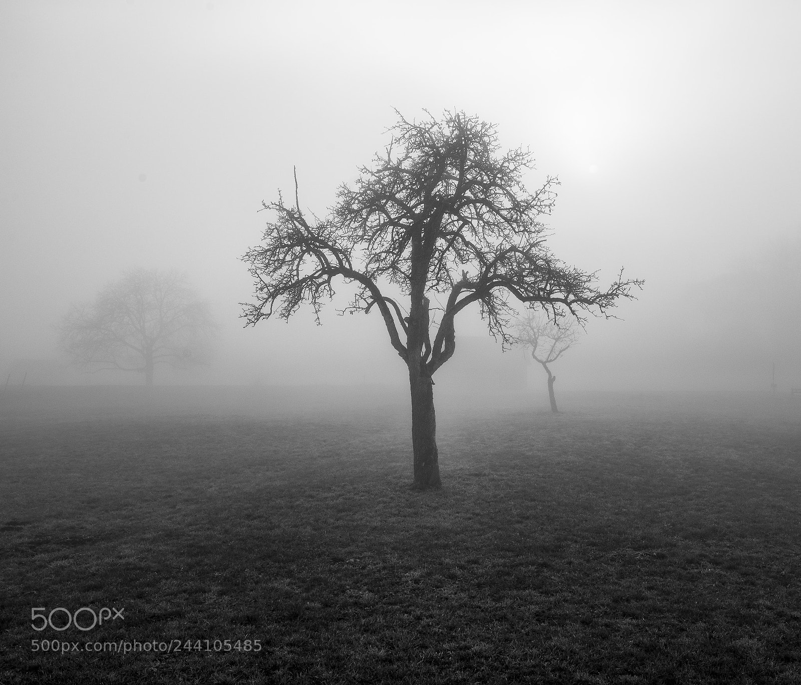 Nikon D610 sample photo. Realm of the shades photography