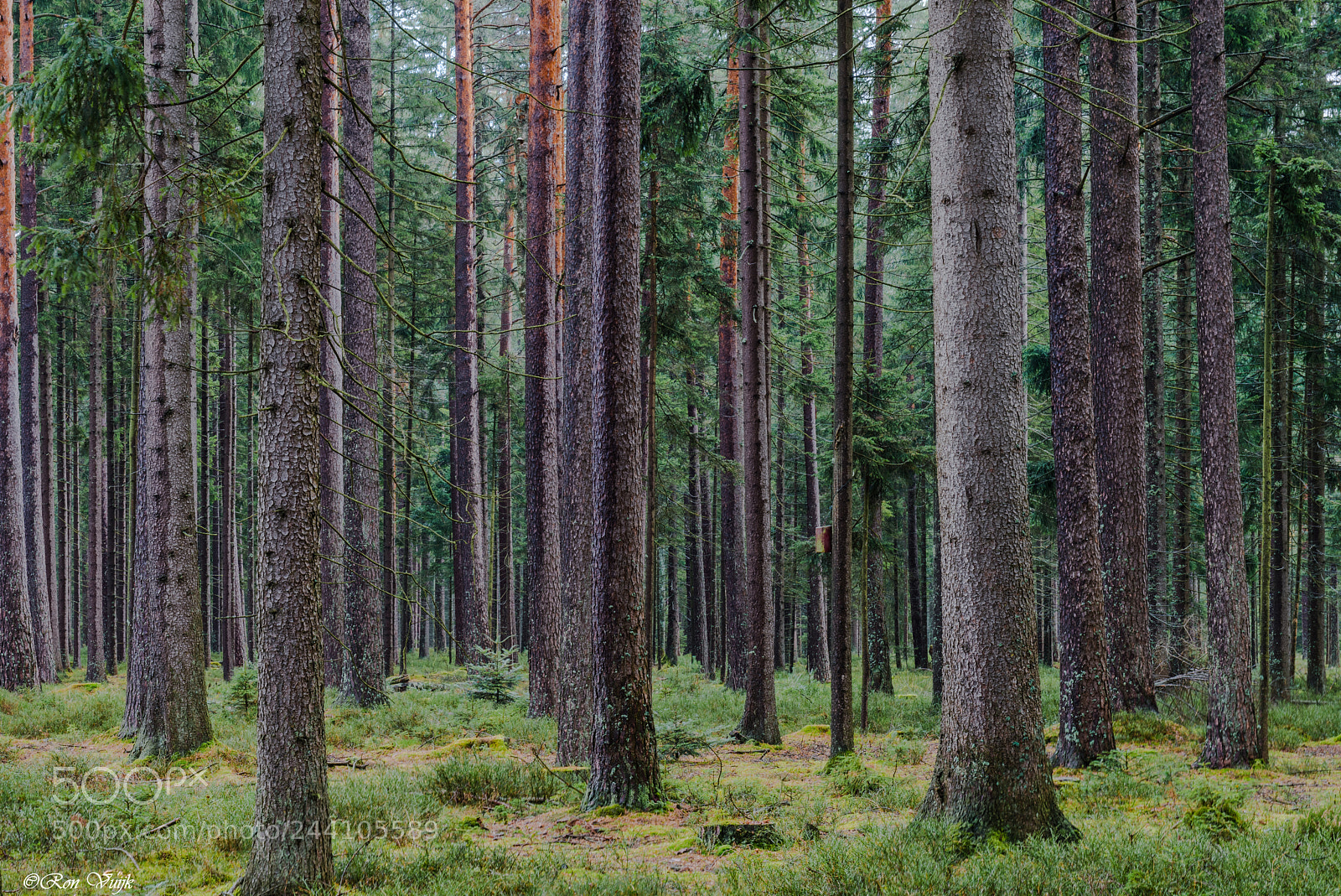 Nikon D800E sample photo. Forest photography