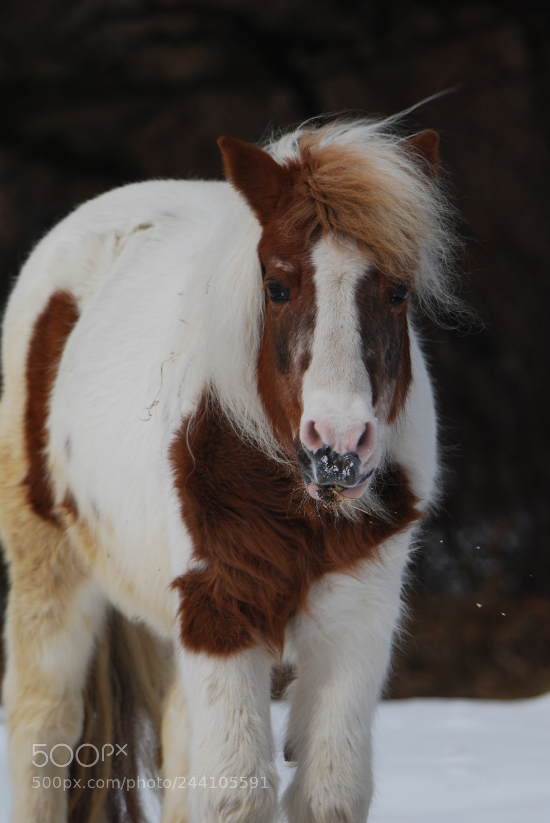 Nikon D40X sample photo. White horse photography
