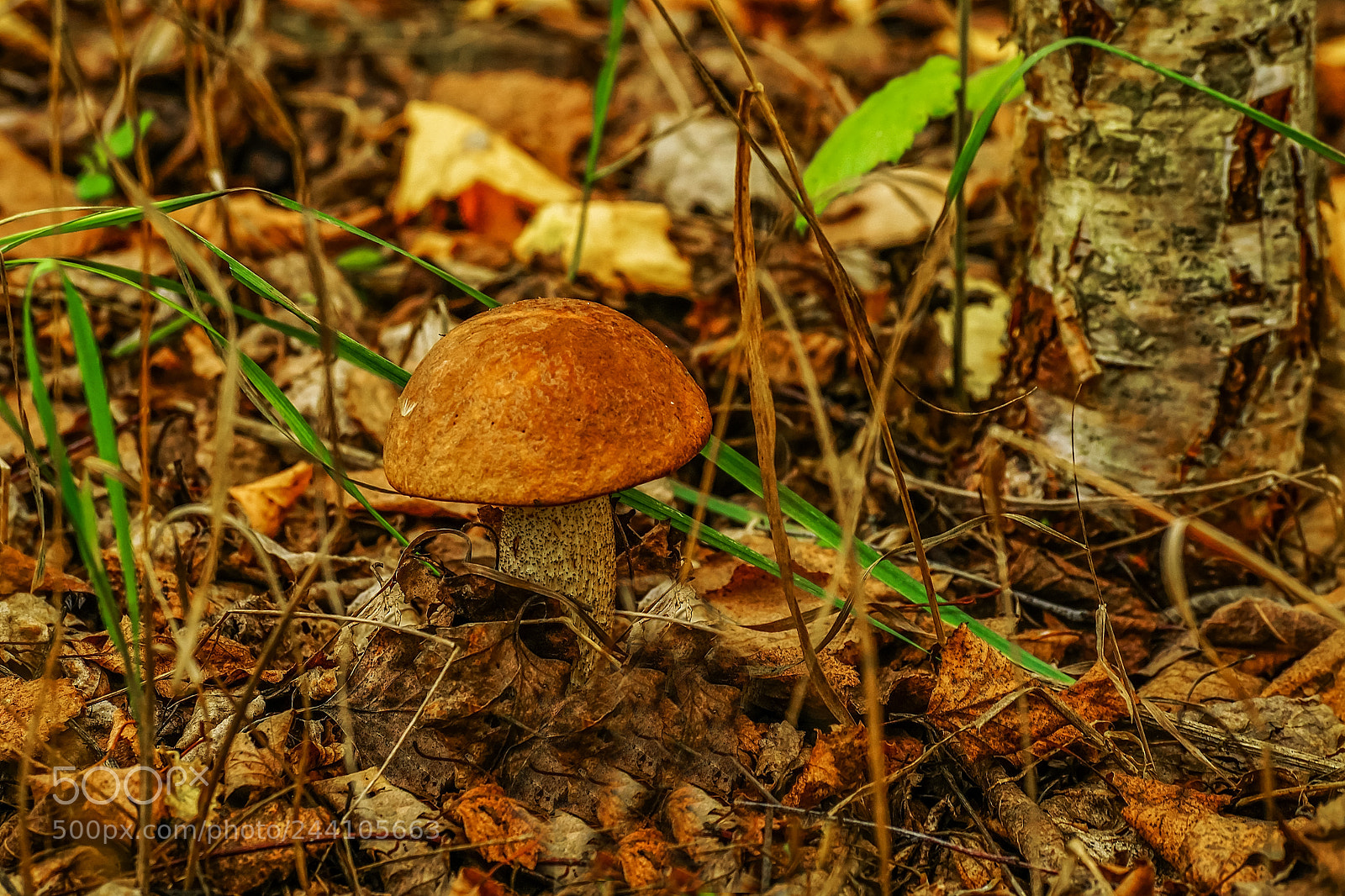 Sony ILCA-77M2 sample photo. Mushroom boletus photography