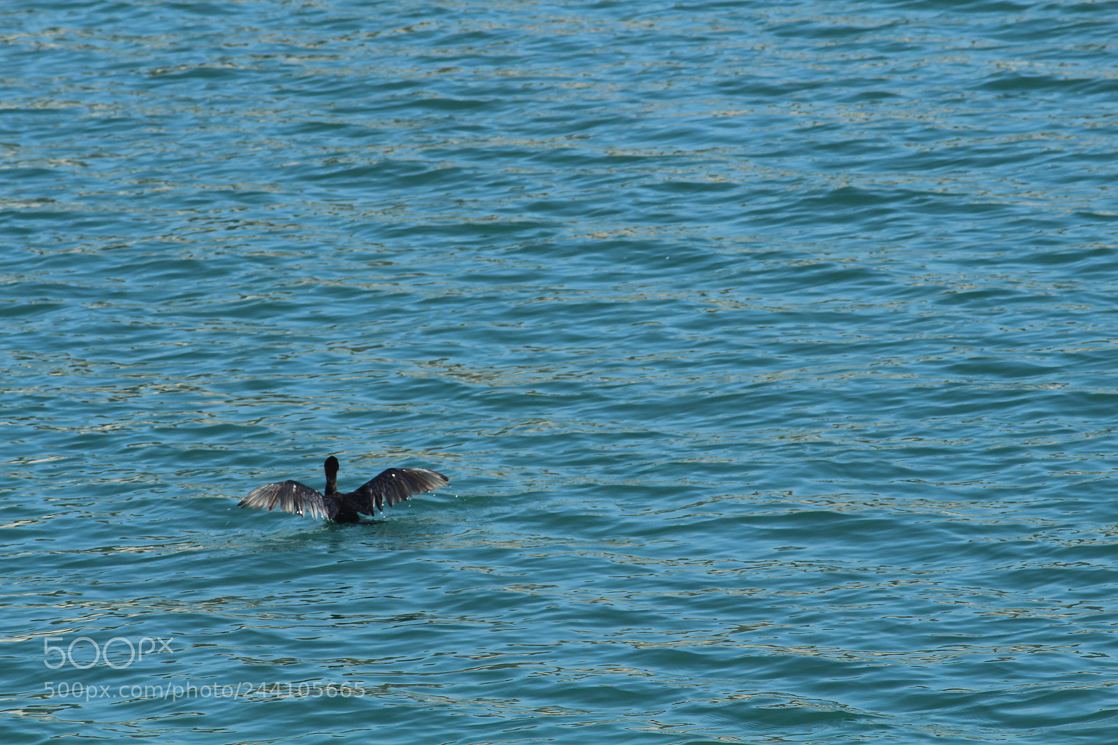 Canon EF-S 55-250mm F4-5.6 IS II sample photo. U should fly to photography