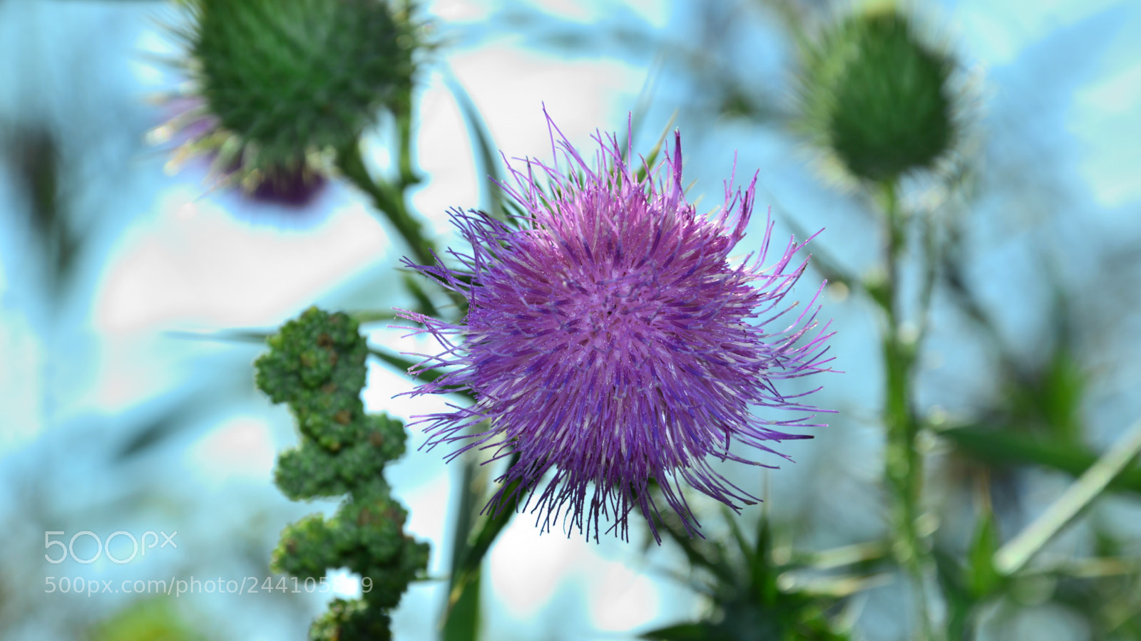 Nikon D3200 sample photo. Csc photography
