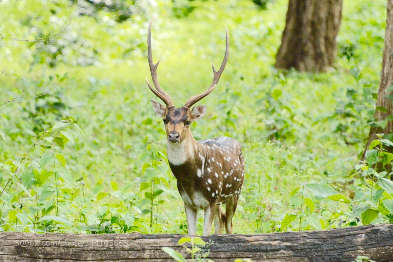 Nikon D3200 sample photo. Sambhar deer, kabini forests photography