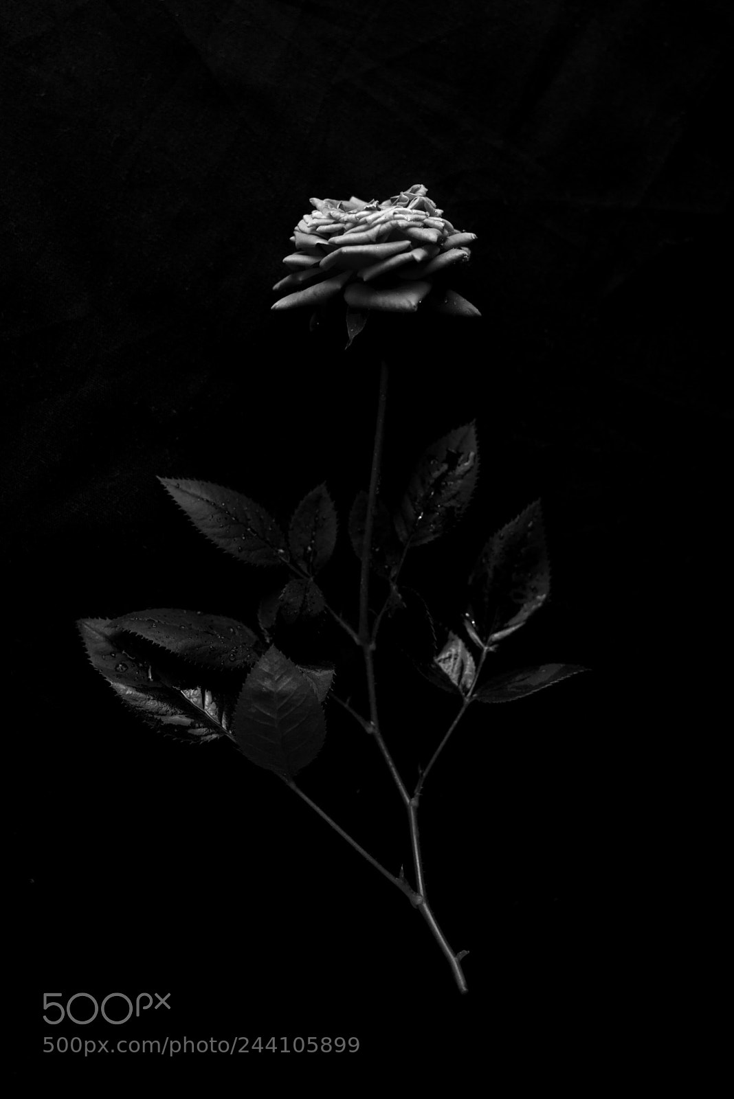 Nikon D610 sample photo. Dreamland photography