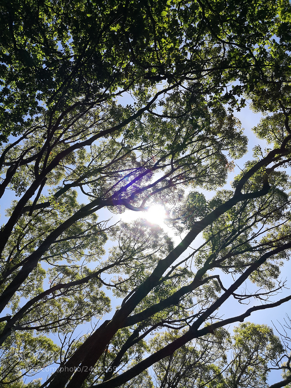 HUAWEI Mate 10 Pro sample photo. Cof photography