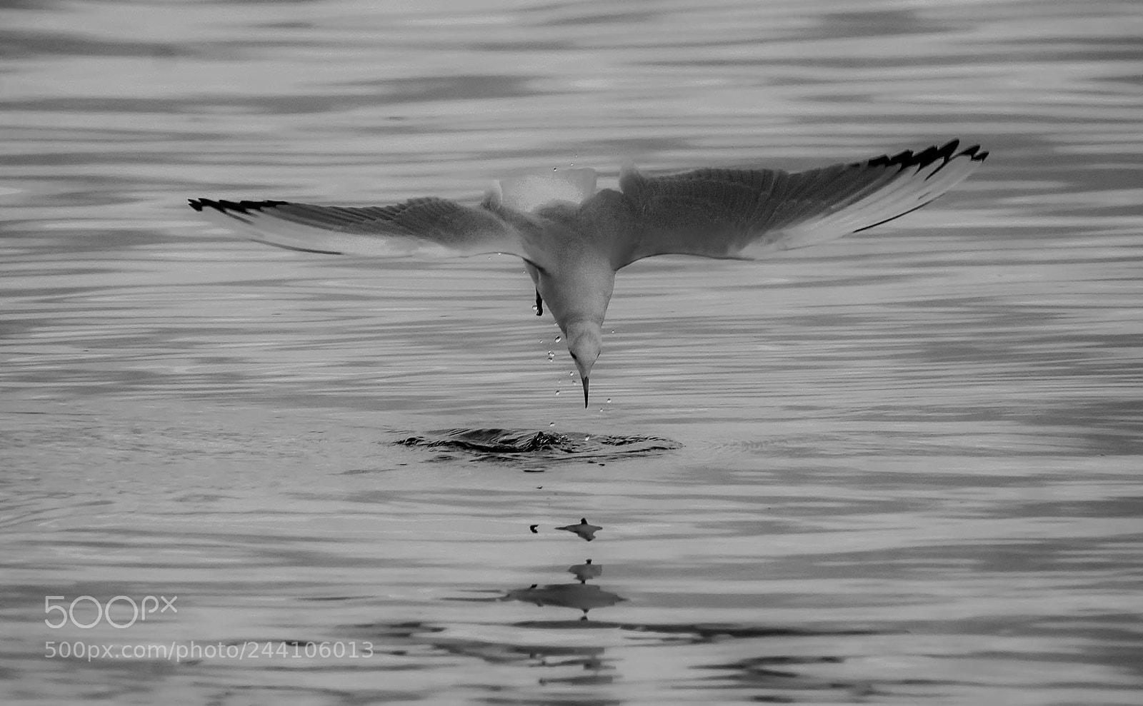 Sony ILCA-77M2 sample photo. Black-headed gull photography