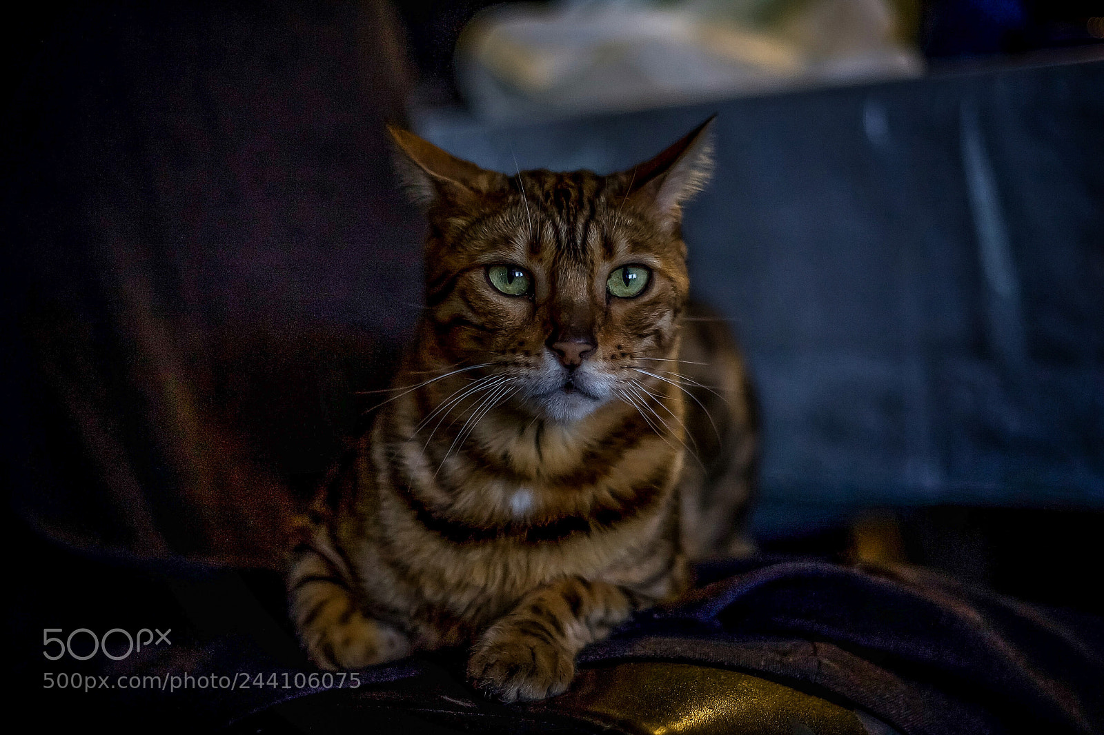 Canon EOS-1D Mark II sample photo. Just a cat photography