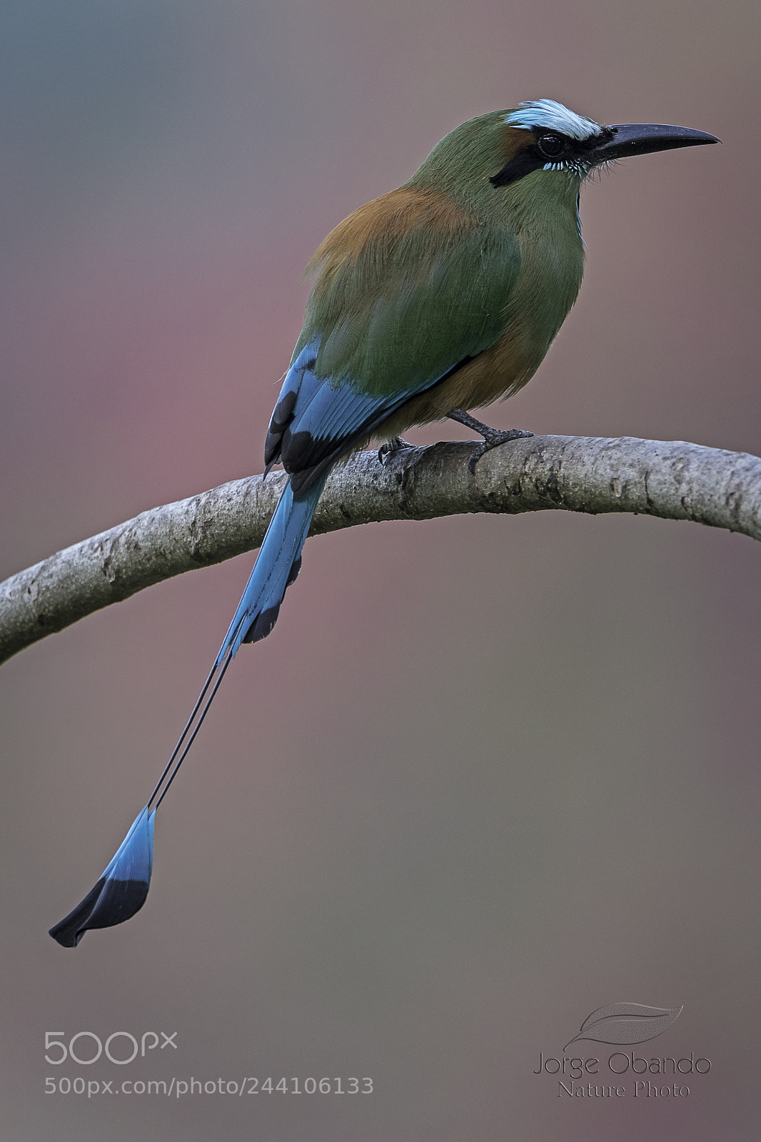 Canon EOS 7D Mark II sample photo. Turquoise-browed motmot photography