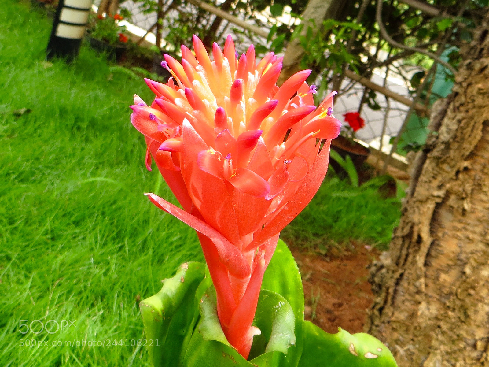 Canon PowerShot SX260 HS sample photo. Bromeliad flower photography