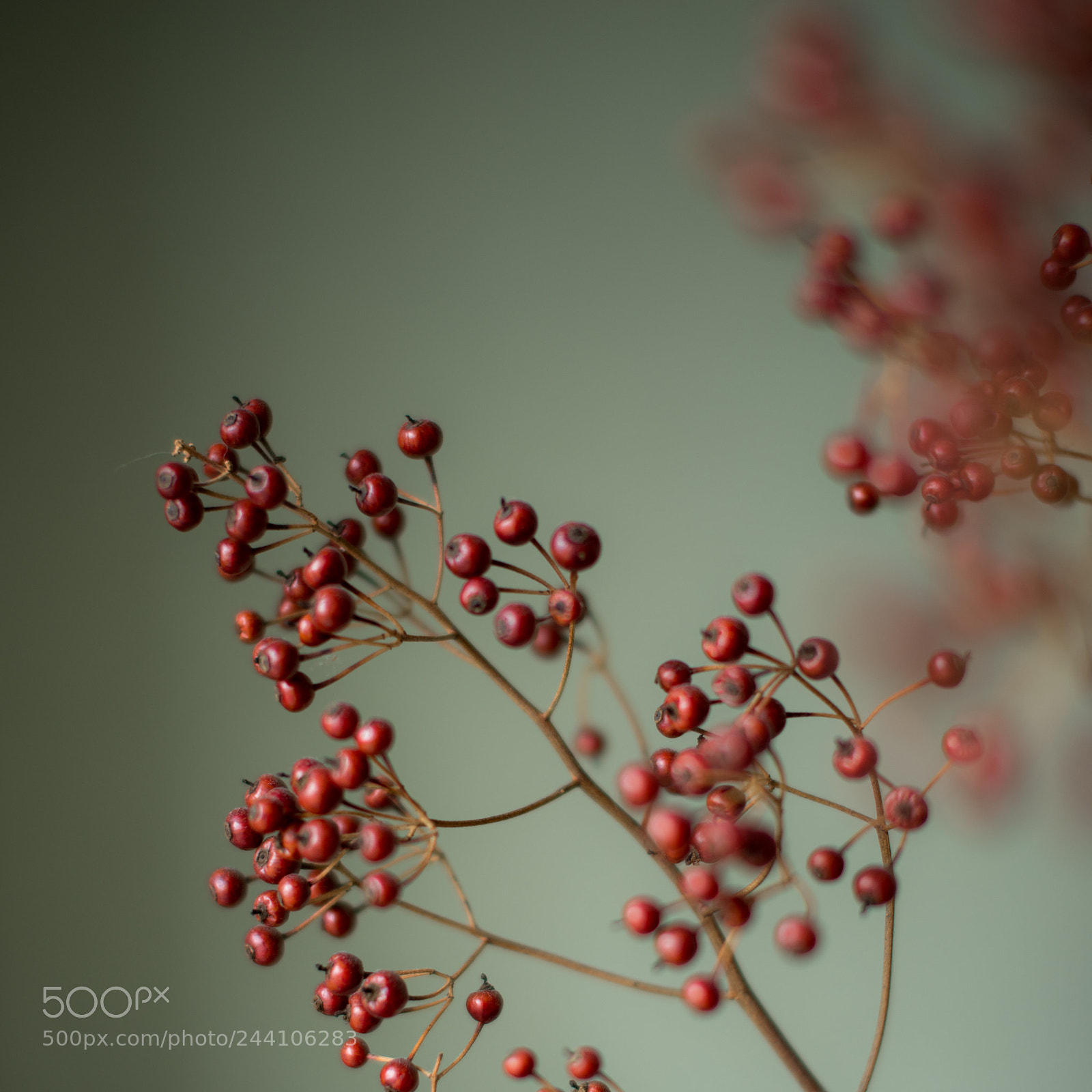 Pentax K-1 sample photo. Berries photography