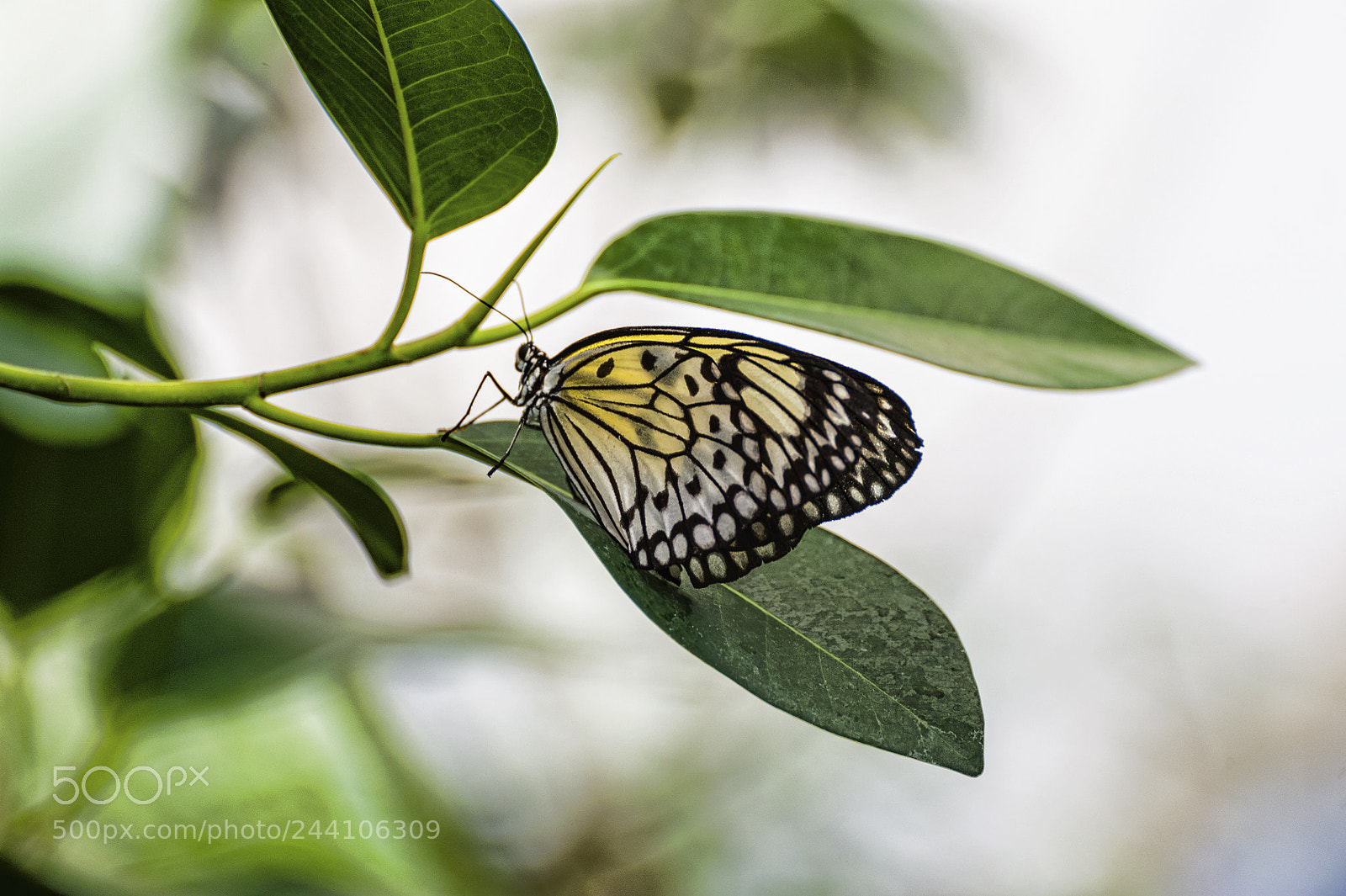 Nikon D700 sample photo. Butterfly photography