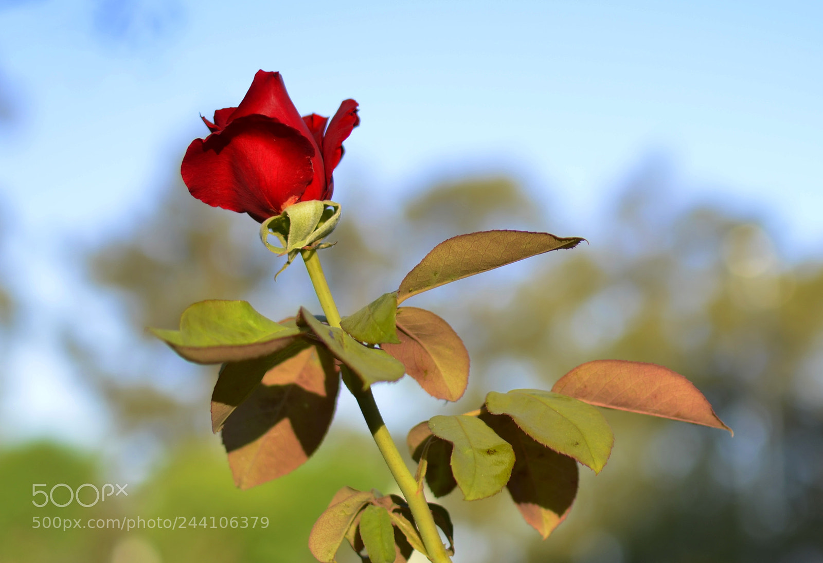 Nikon D5100 + Nikon AF-S DX Nikkor 35mm F1.8G sample photo. Red blossom photography